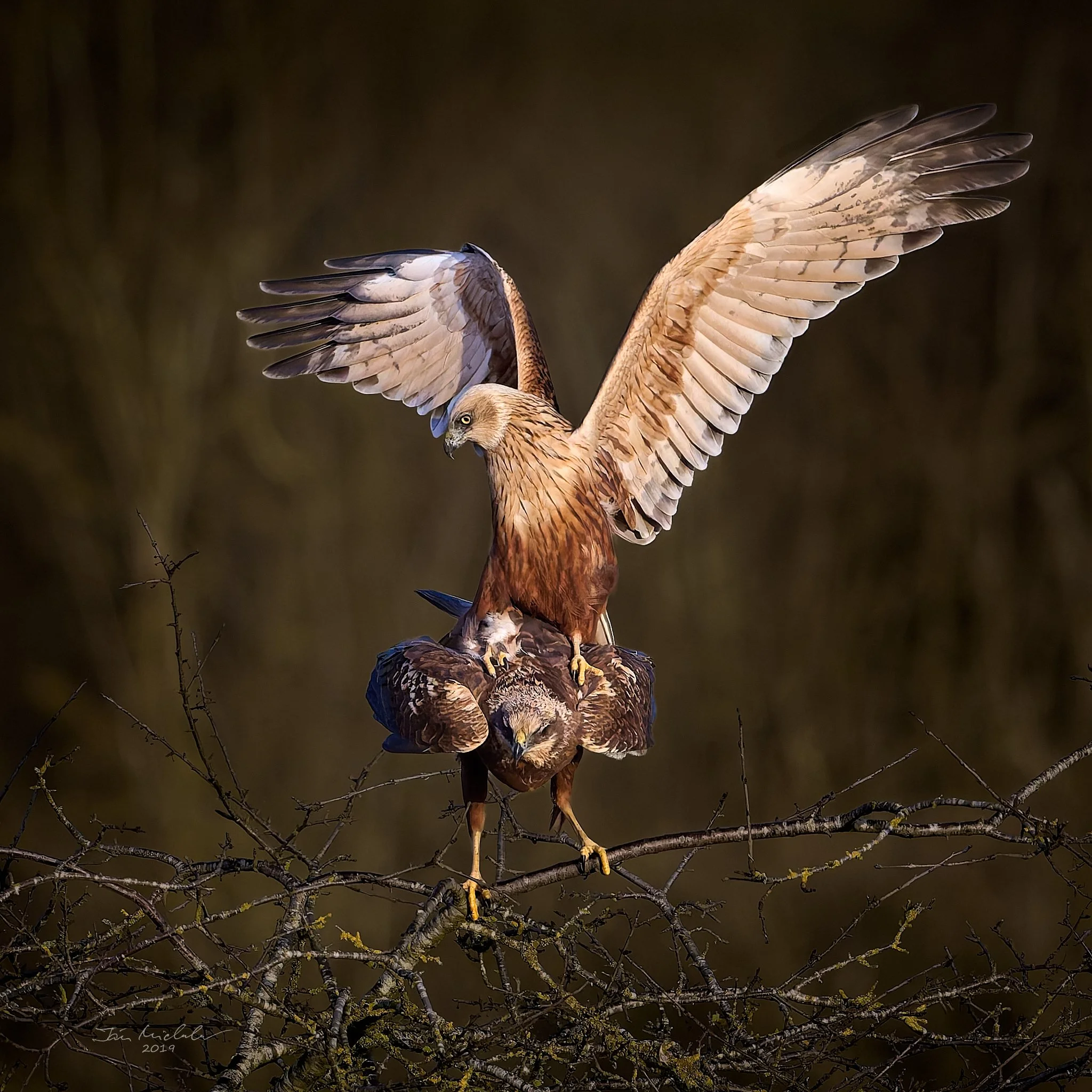 Marsh Harriers, RSPB Fowlmere, East Anglia, UK, 2025