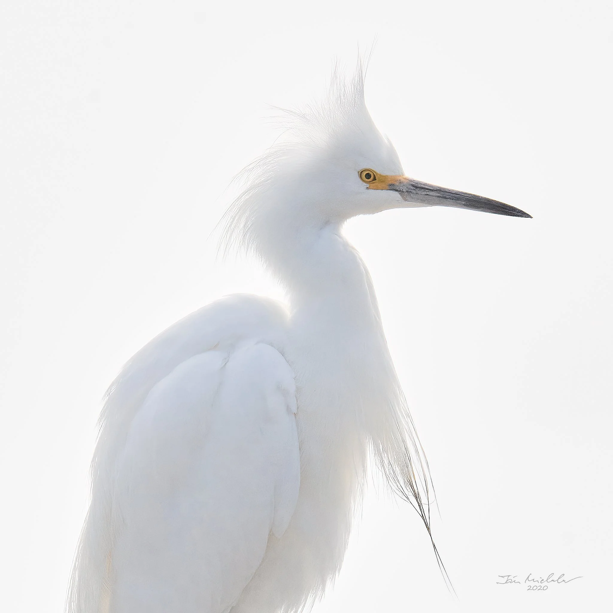 Snowy Egret, Baylands Nature Preserve, Palo Alto, California, USA, 2020