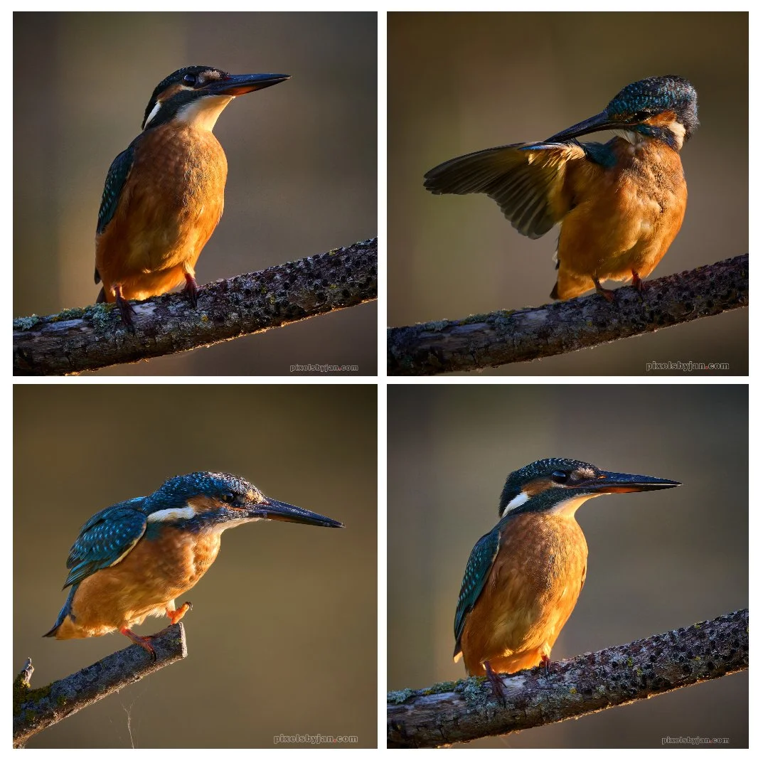 Collage 2.jpg