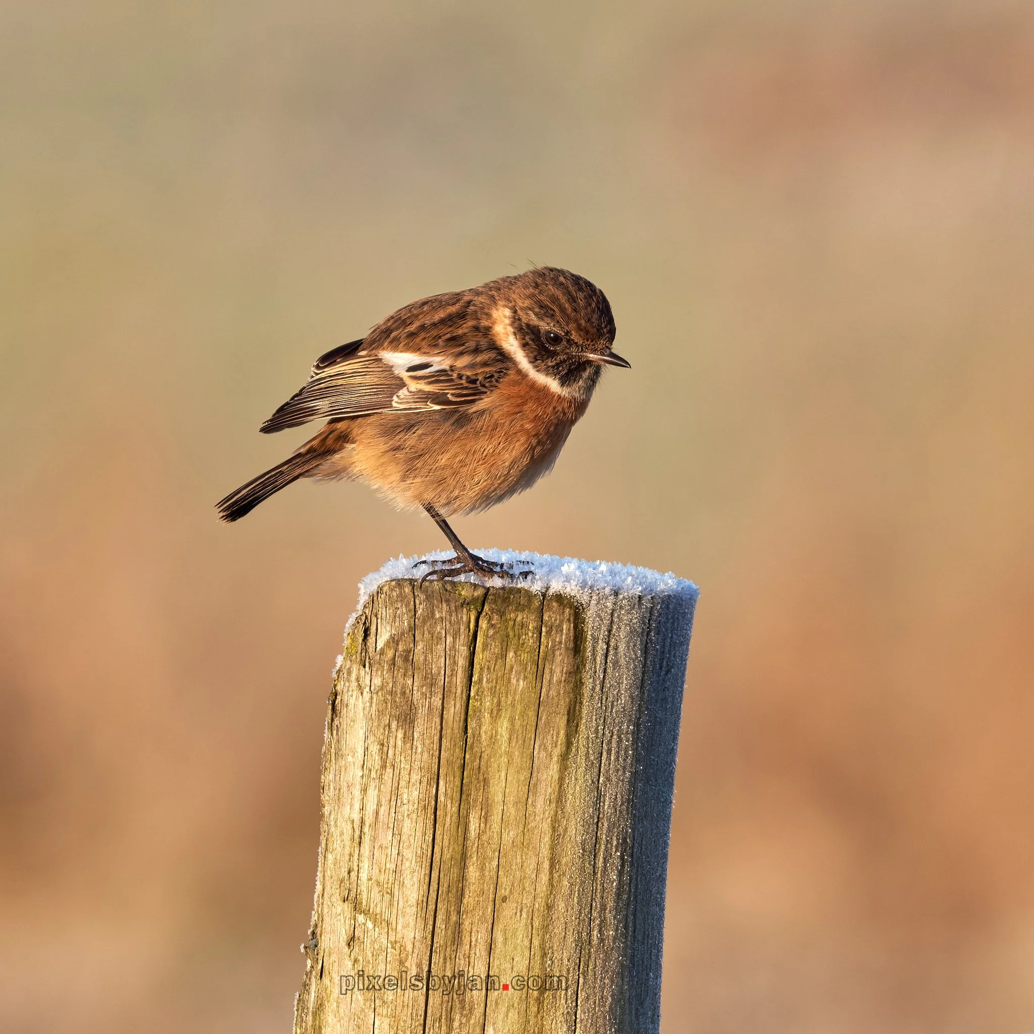 DSCF4136-DxO_DeepPRIME XD3 X-Trans 5.jpg