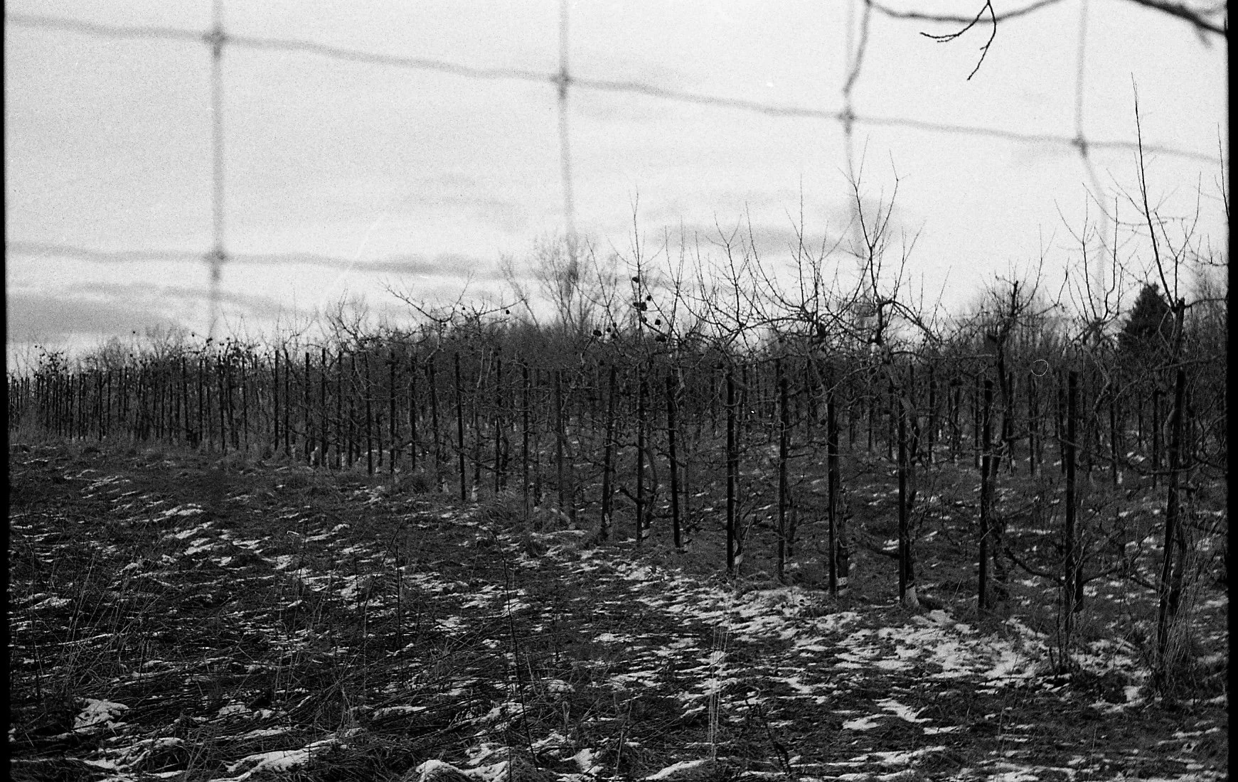 stella L & S roll 1021.jpeg