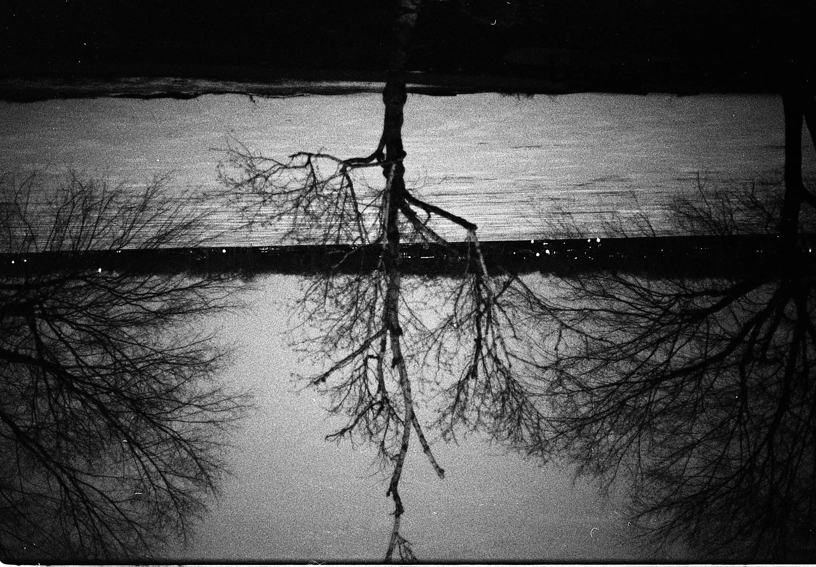 stella L & S roll 1023.jpeg