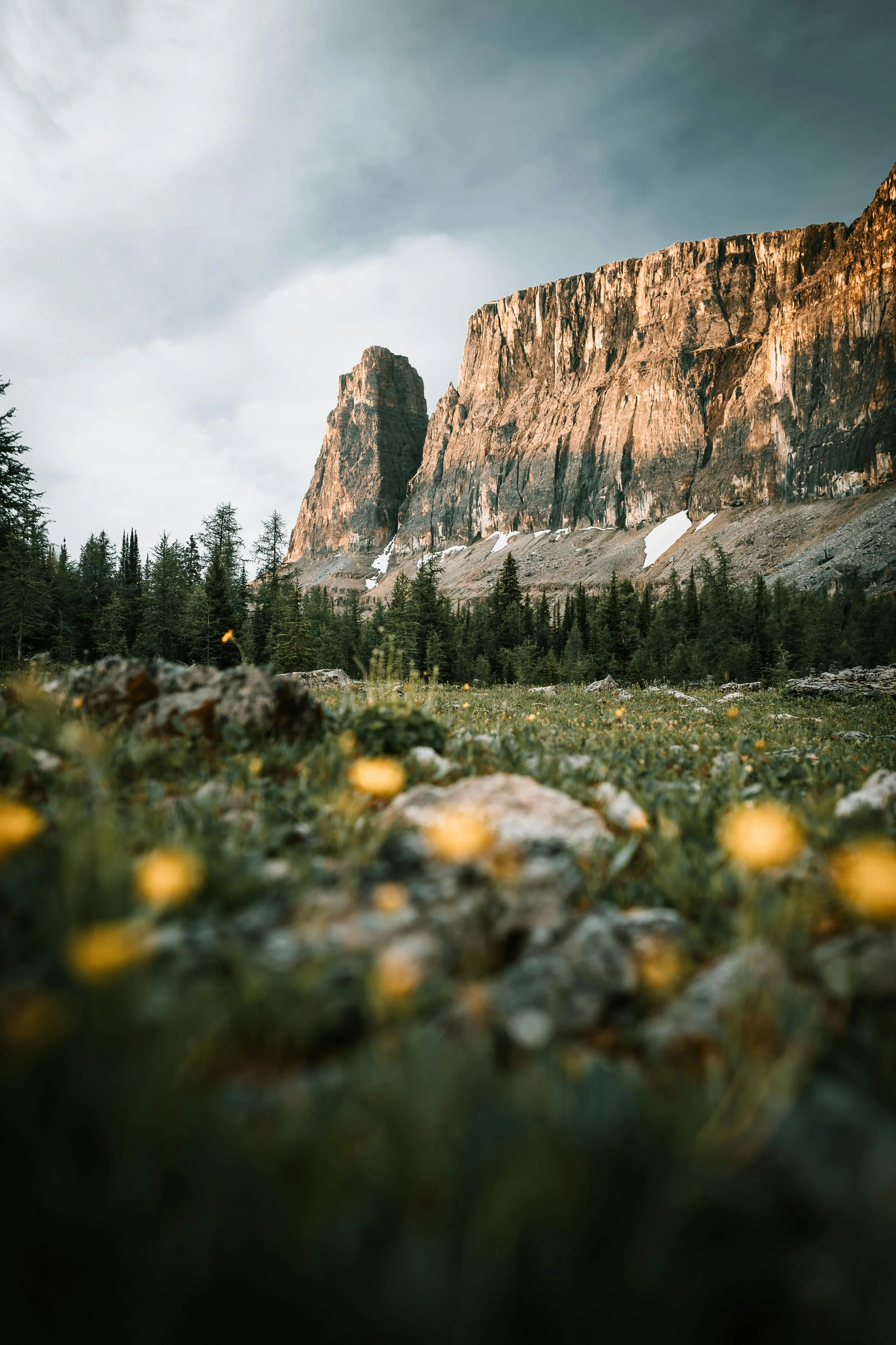 A scenic mountain landscape with tall rocky cliffs, dense forest, and small yellow flowers in the foreground.