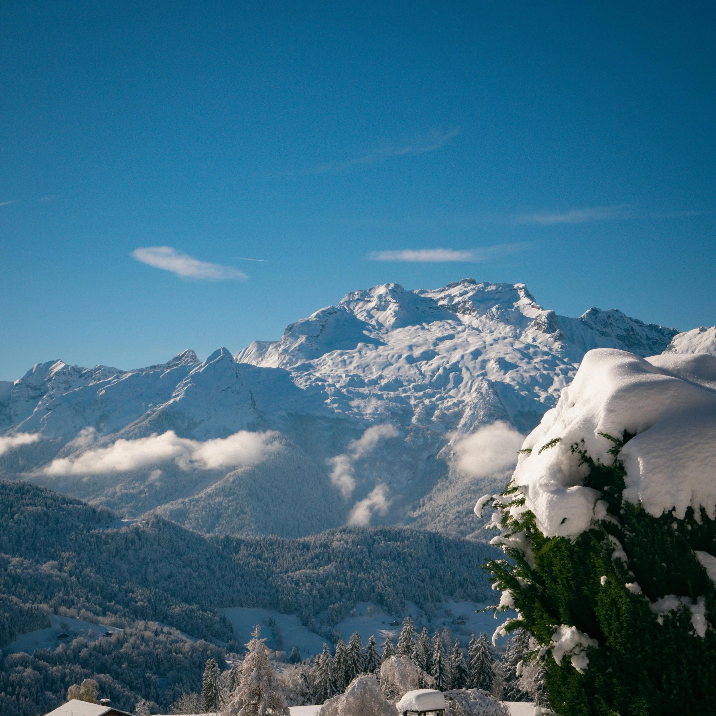 Snow-covered mountains with evergreen trees in the foreground and a clear blue sky.
