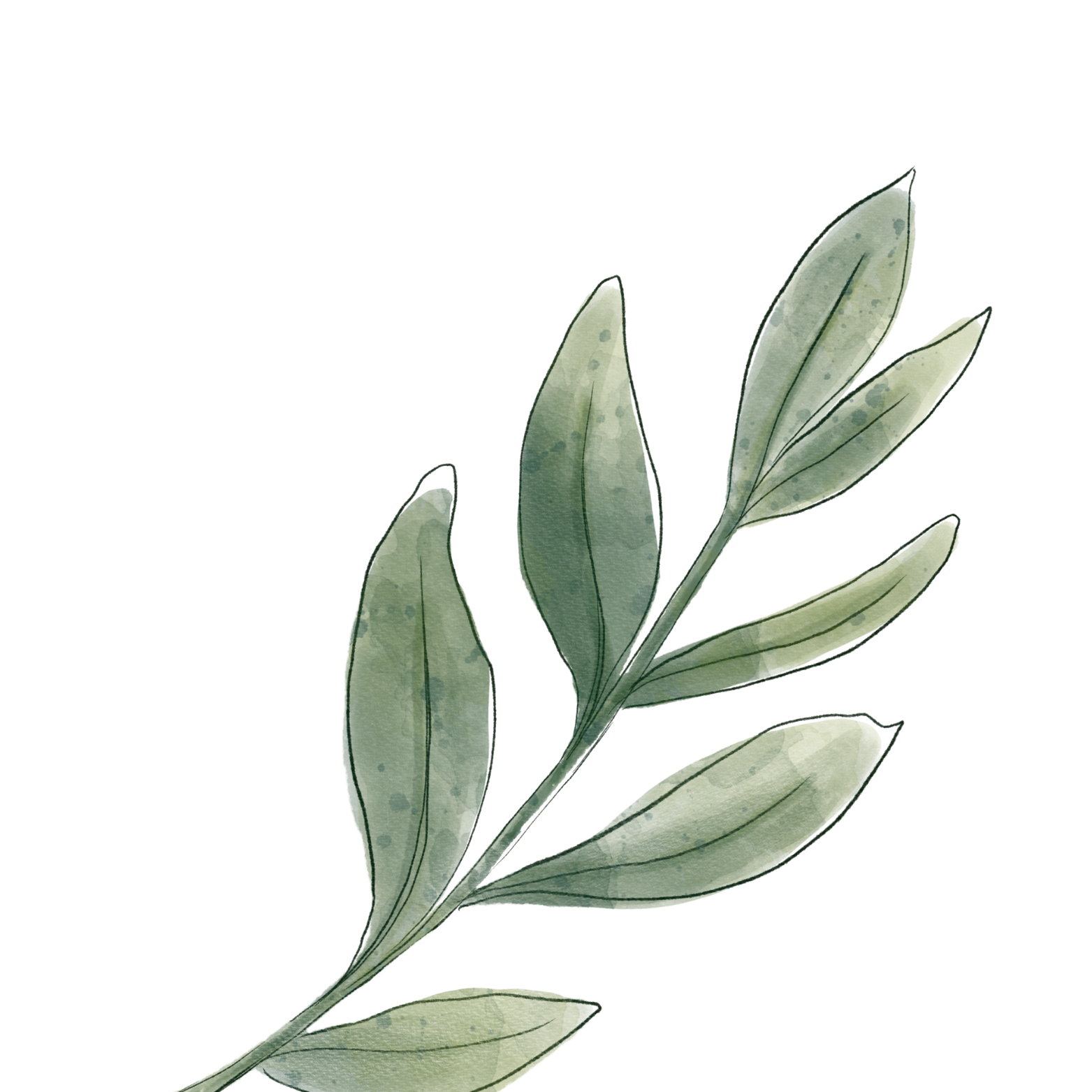 Watercolor illustration of an olive branch with green leaves.