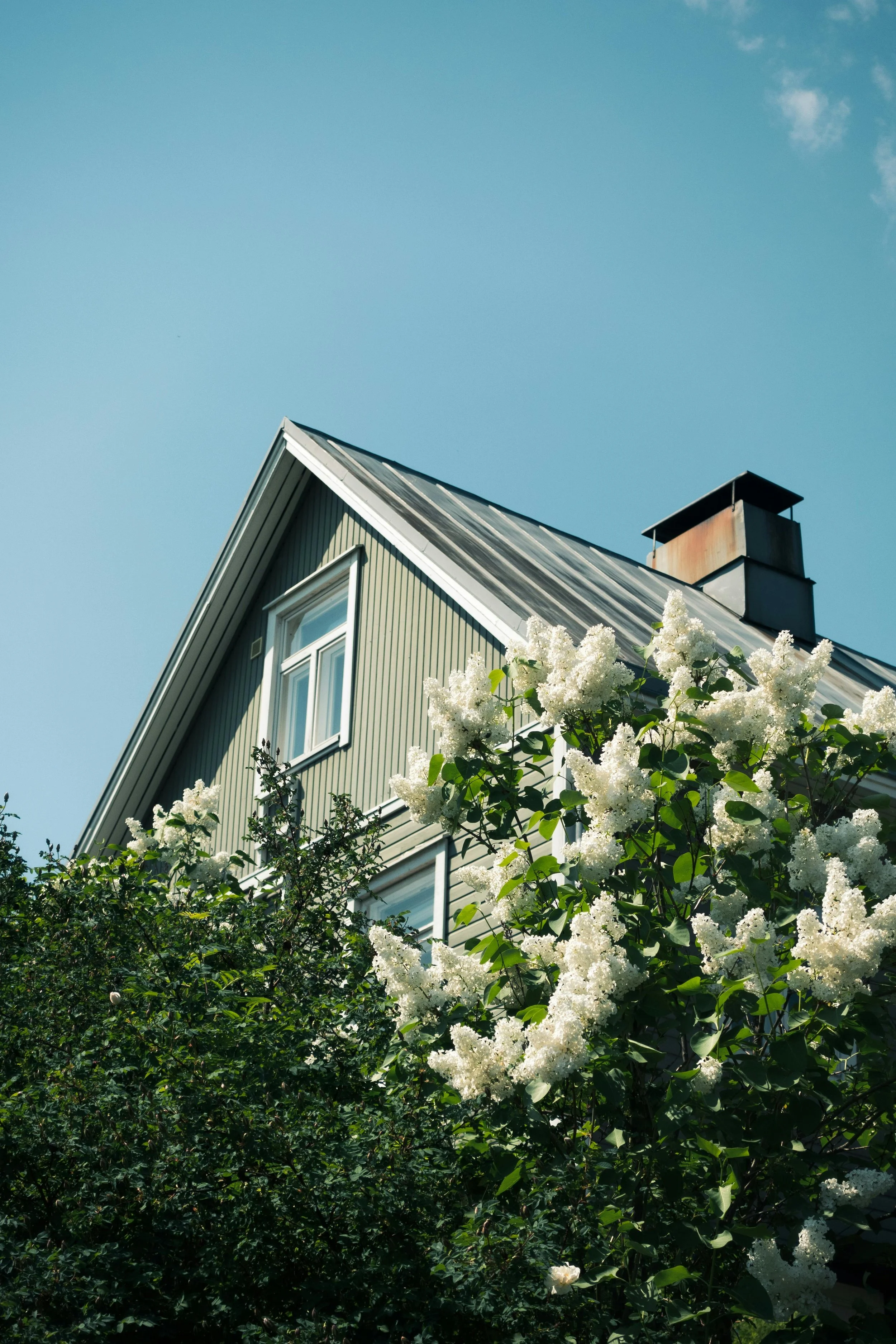 A house with light green siding and a sloped metal roof, surrounded by greenery and white flowering bushes, under a blue sky with a few clouds.