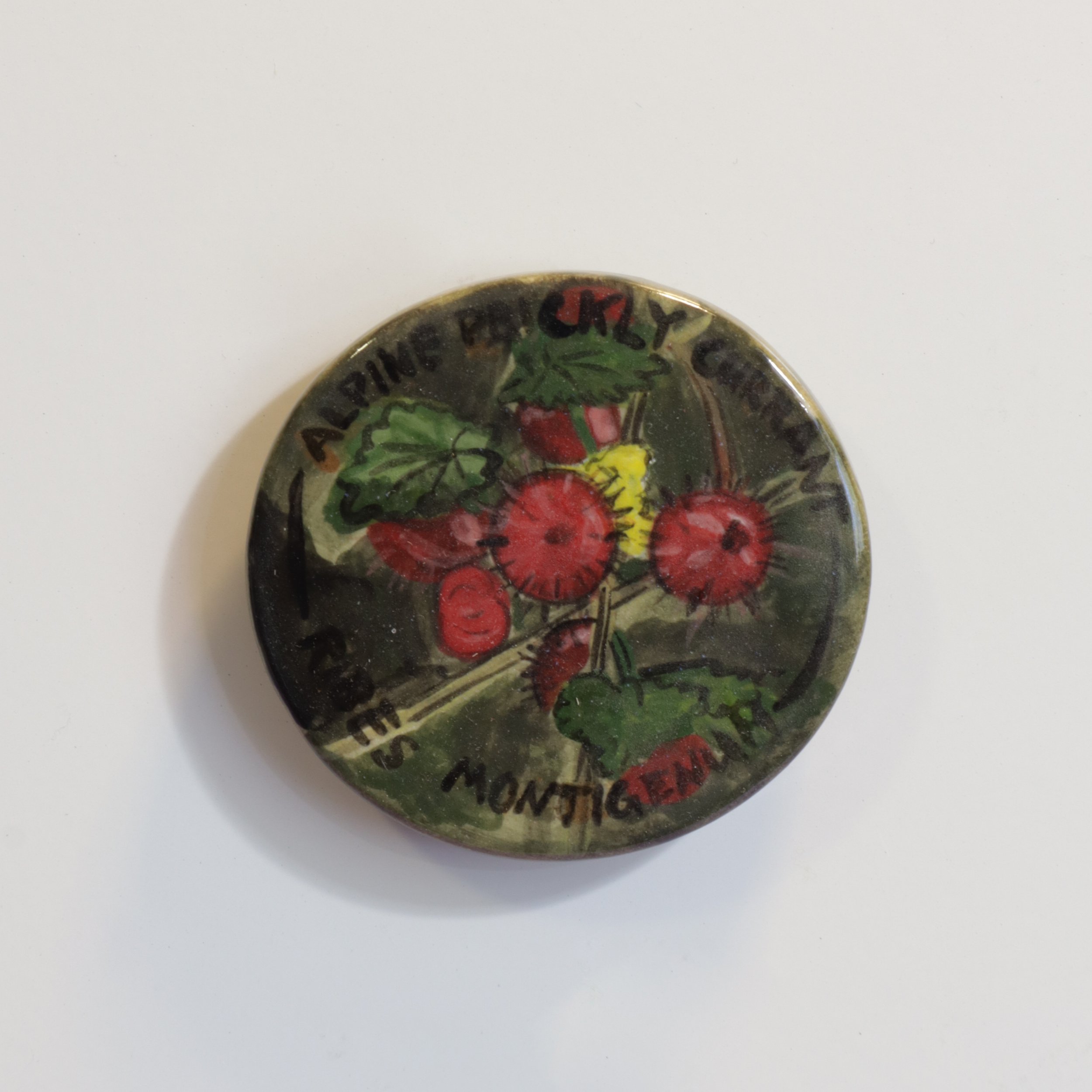 Alpine Prickly Currant/Ribes Montigenum – Foraging of Colorado – Magnet