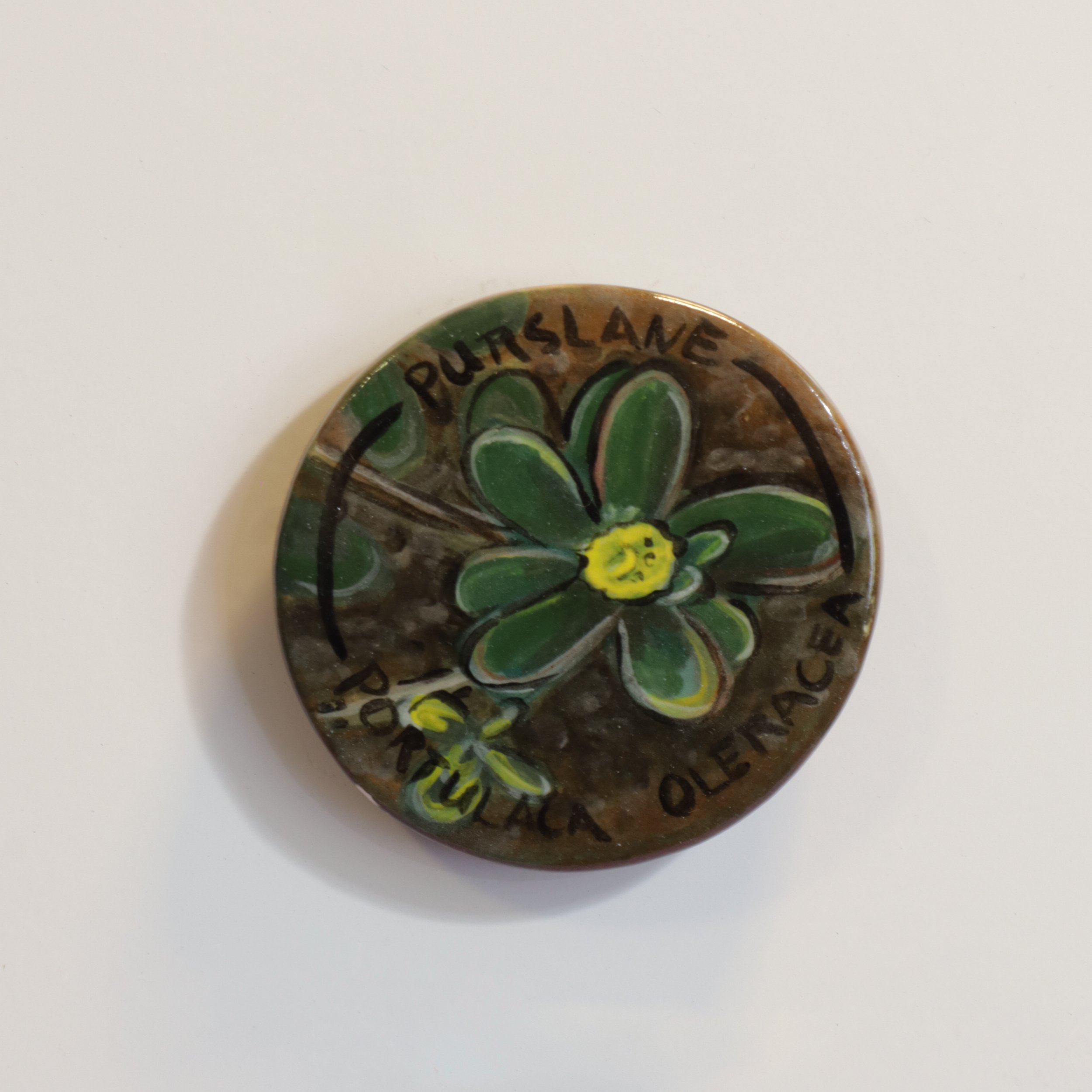 Purslane/Portulaca Oleracea – Foraging of Colorado – Magnet