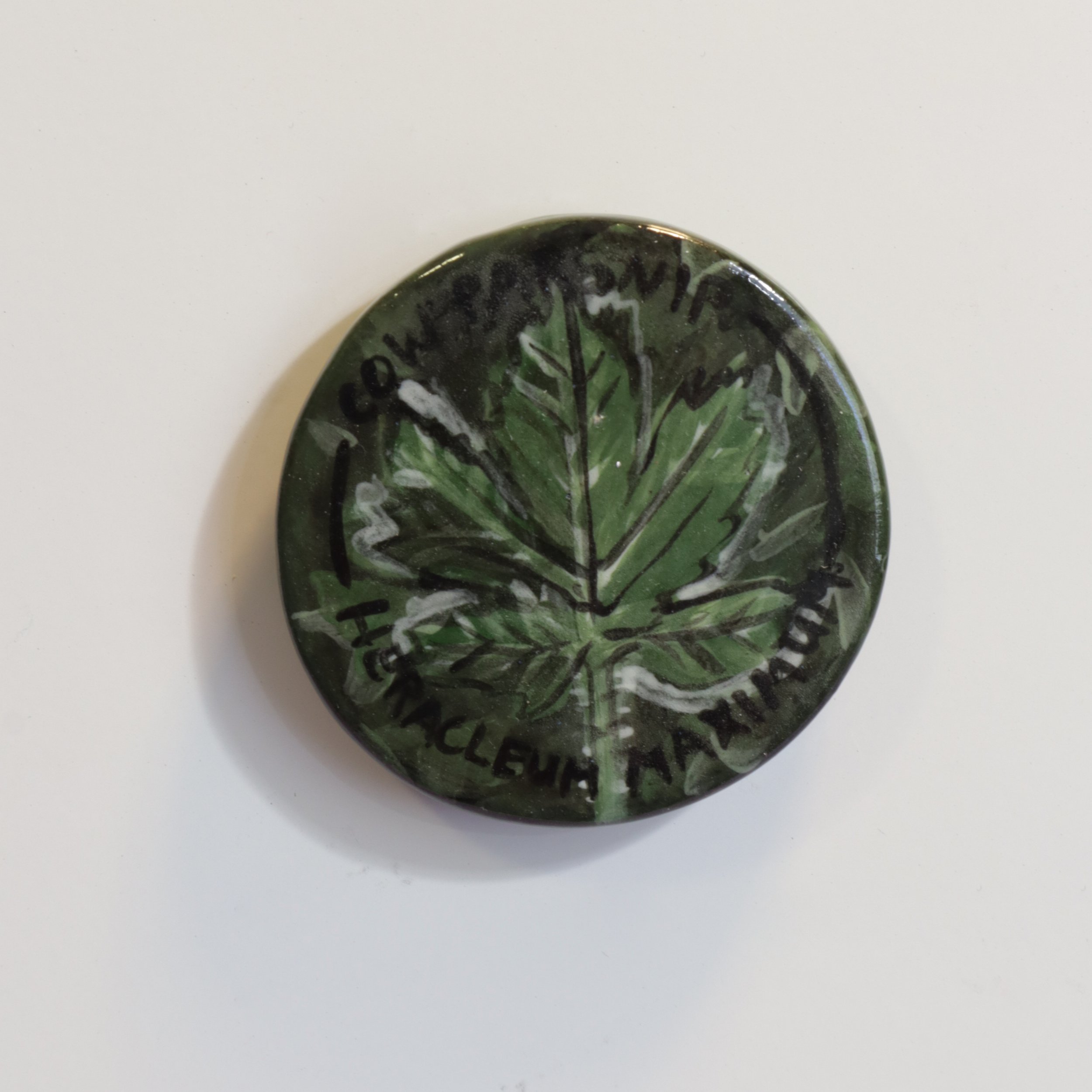 Cow Parsnip/Heracleum Maximum – Foraging of Colorado – Magnet