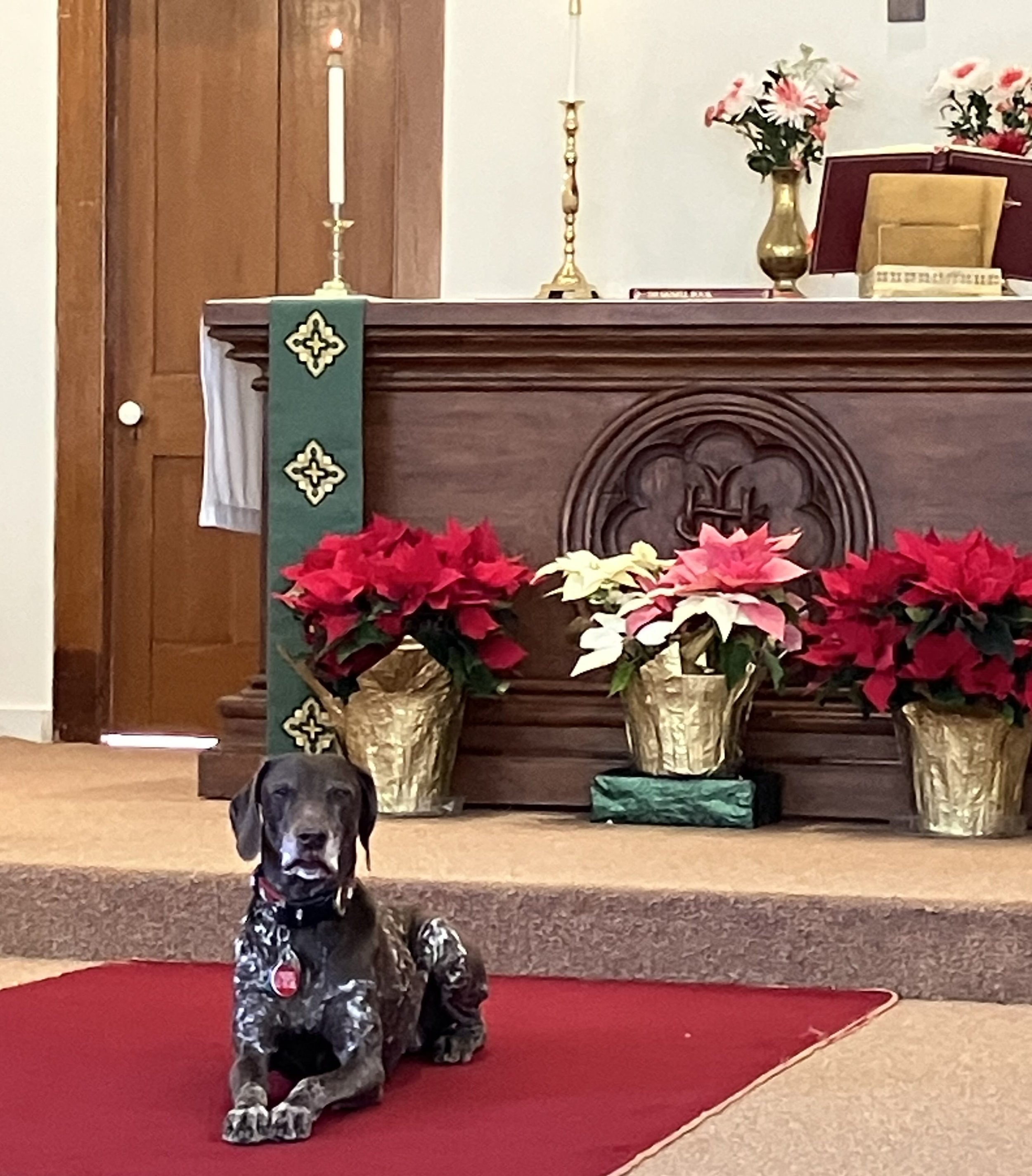 Brown dog with white spots sitting in front of the alter