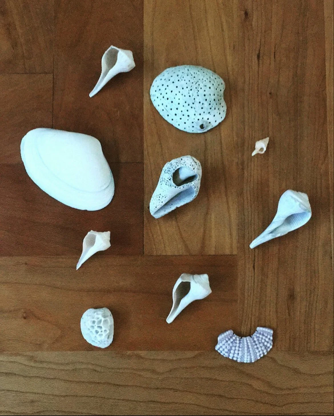 Collection of various seashells on a wooden surface.
