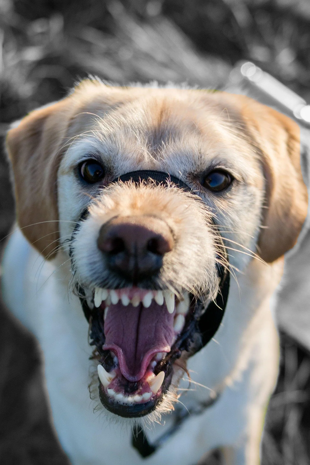 Akron Dog Bite Attorney