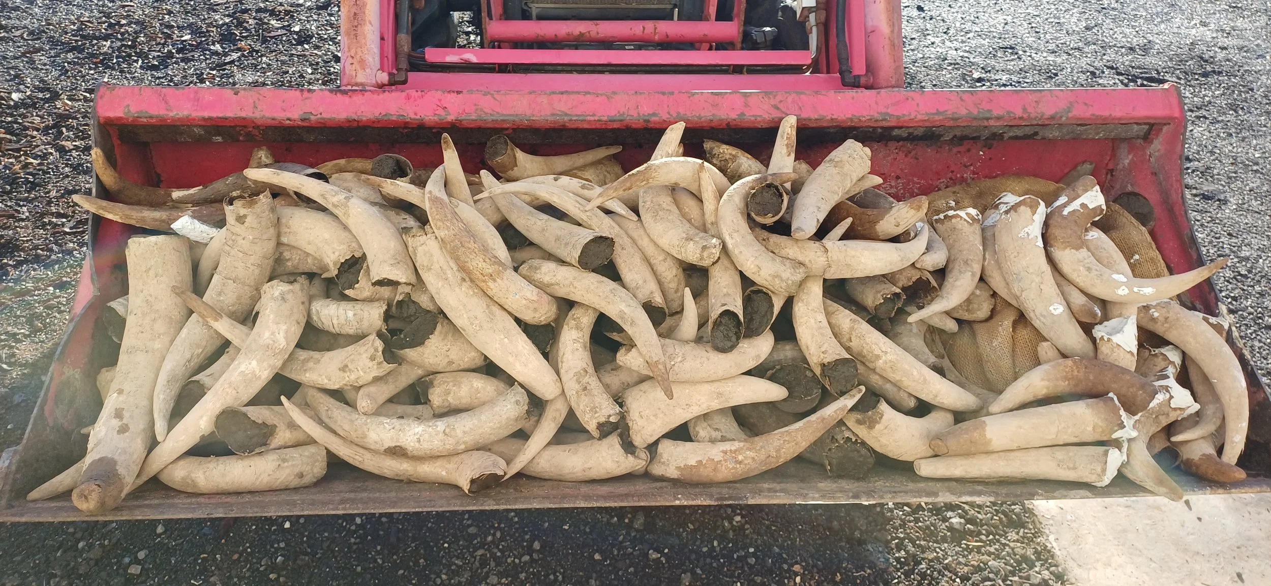 A tractor front loader filled with numerous cow horns.