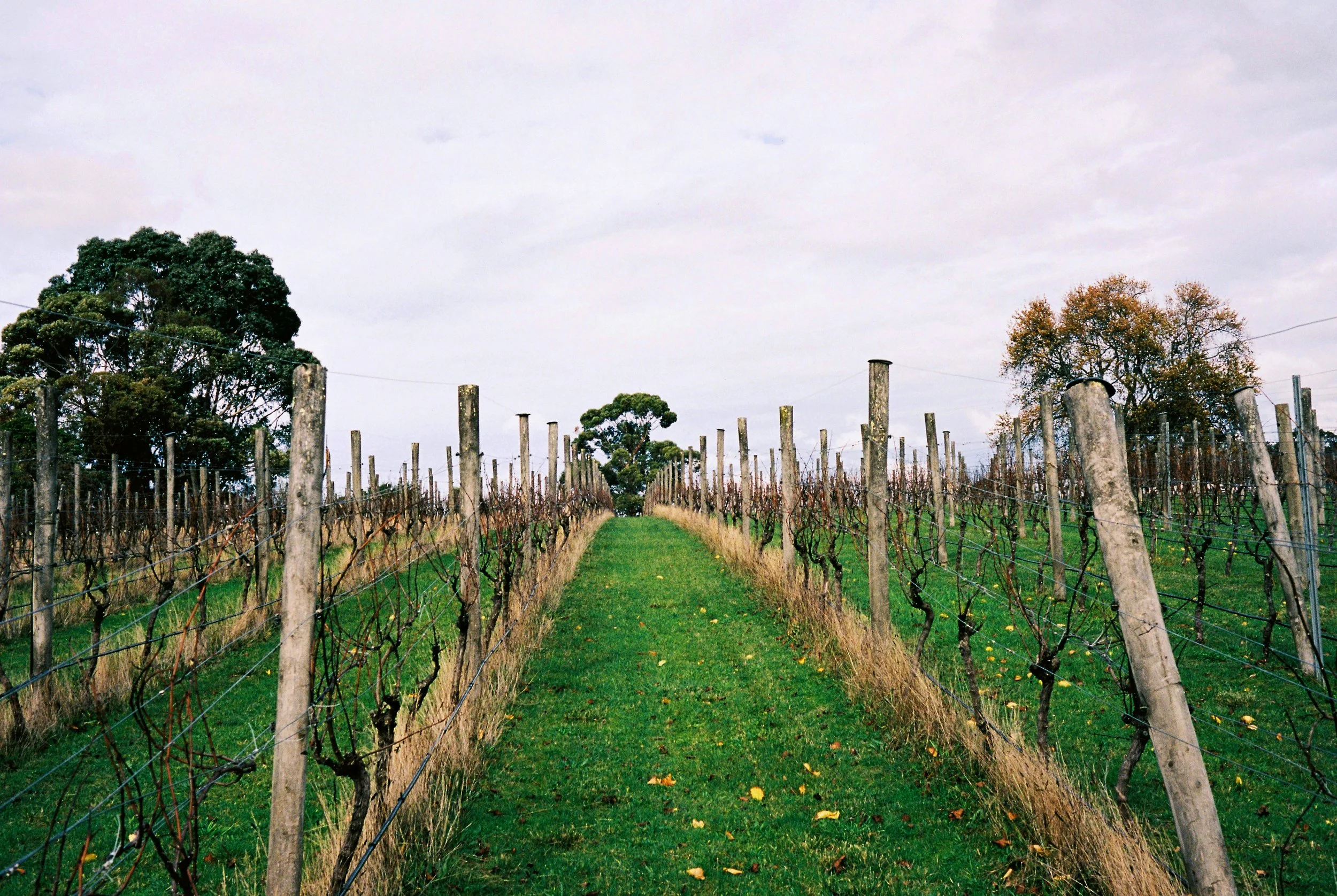 A vineyard with rows of grapevines supported by wooden posts, with a grassy path in the middle, flanked by large trees in the background, under a cloudy sky.