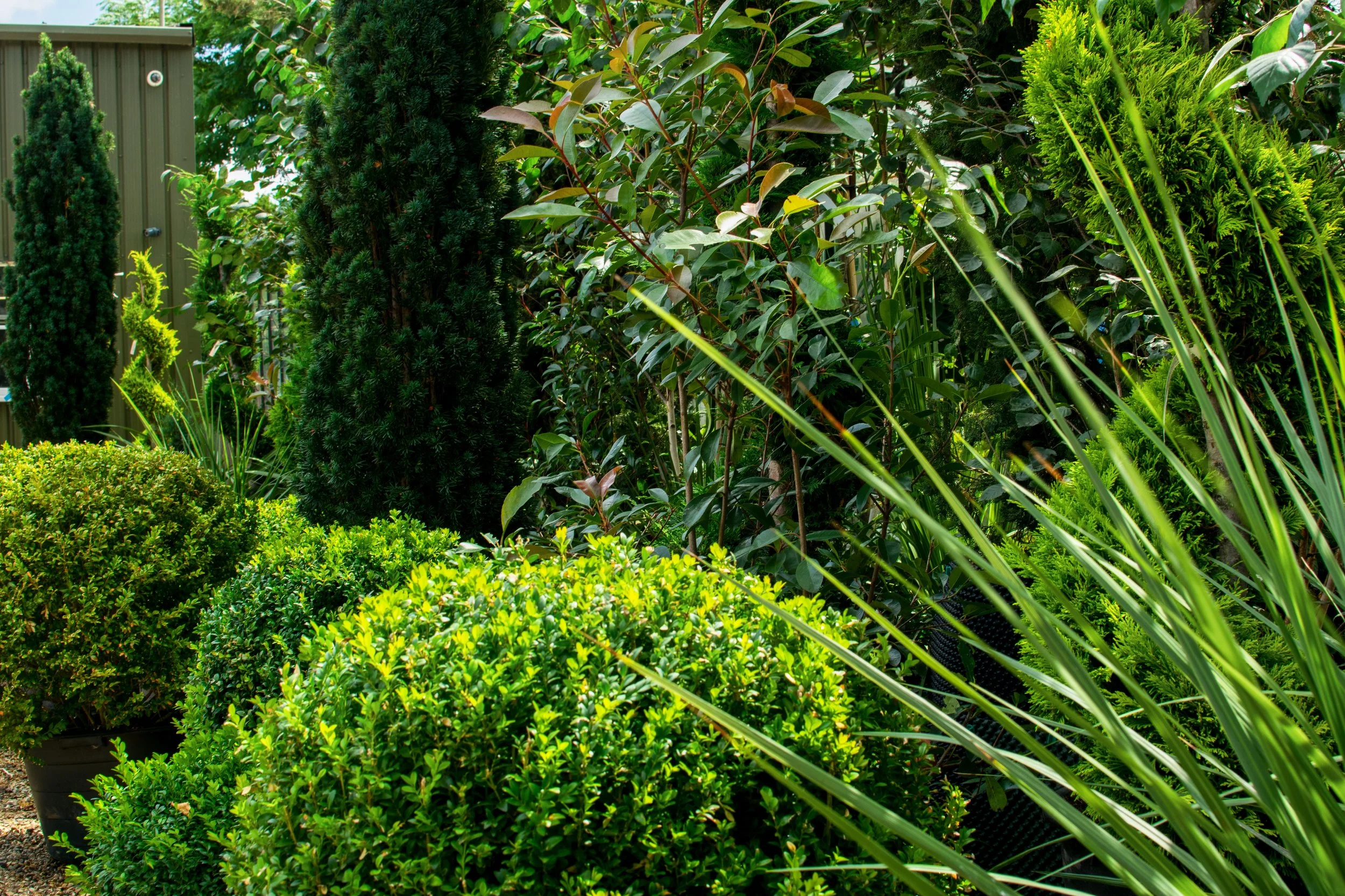 Hedging Plants Supplier Essex — Plants For Gardens