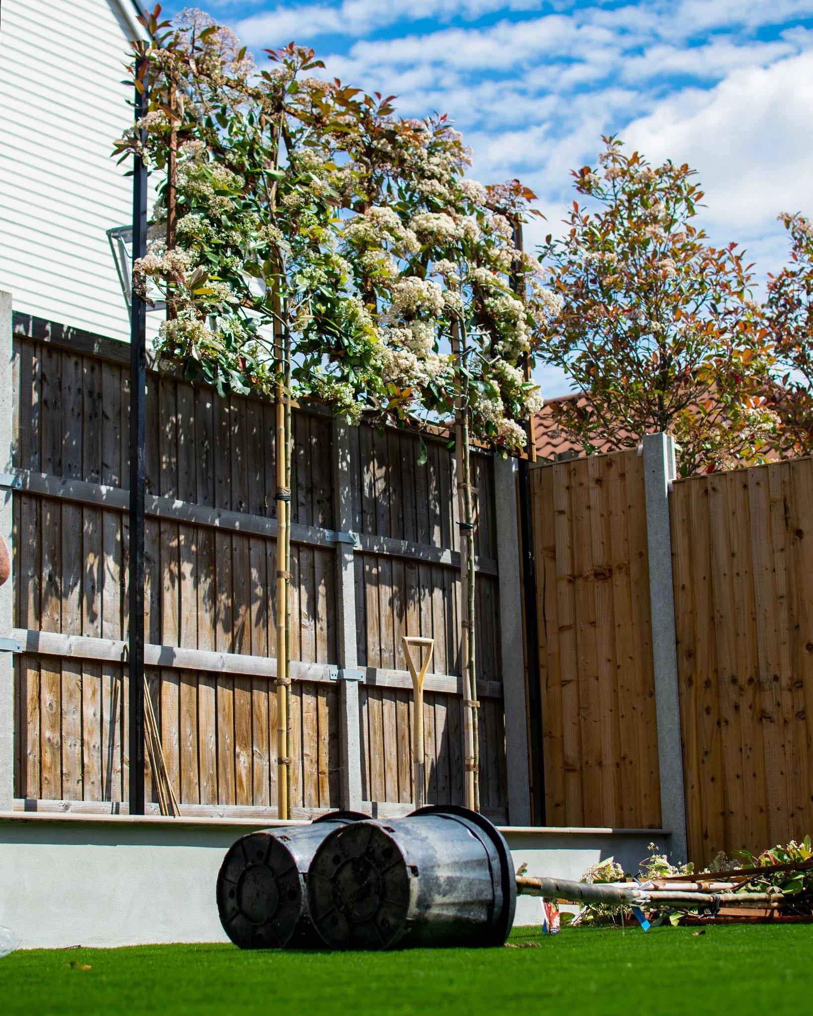 Screening Trees for Garden Privacy in Essex & Suffolk — Plants For Gardens