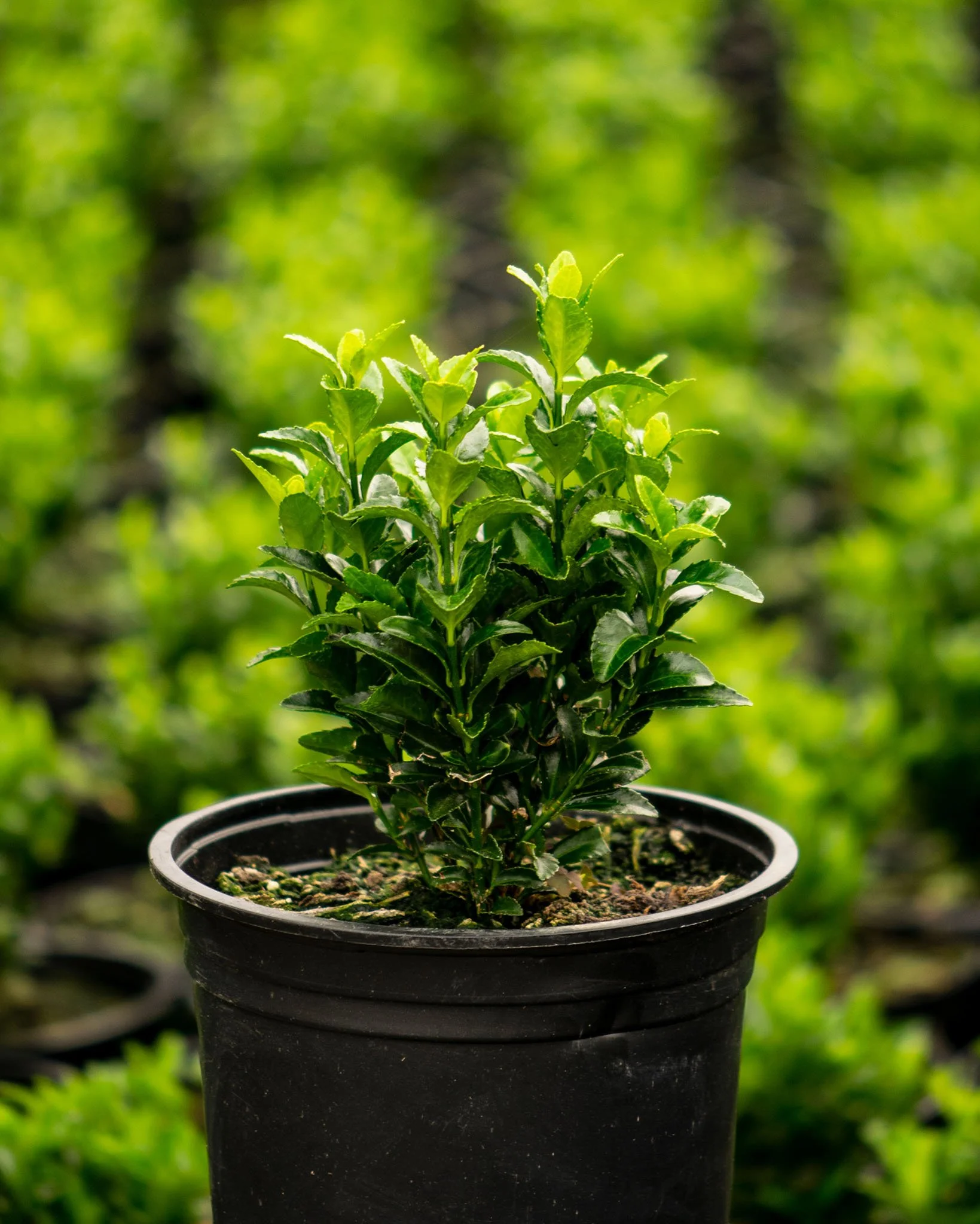 Hedging Plants Supplier Essex — Plants For Gardens