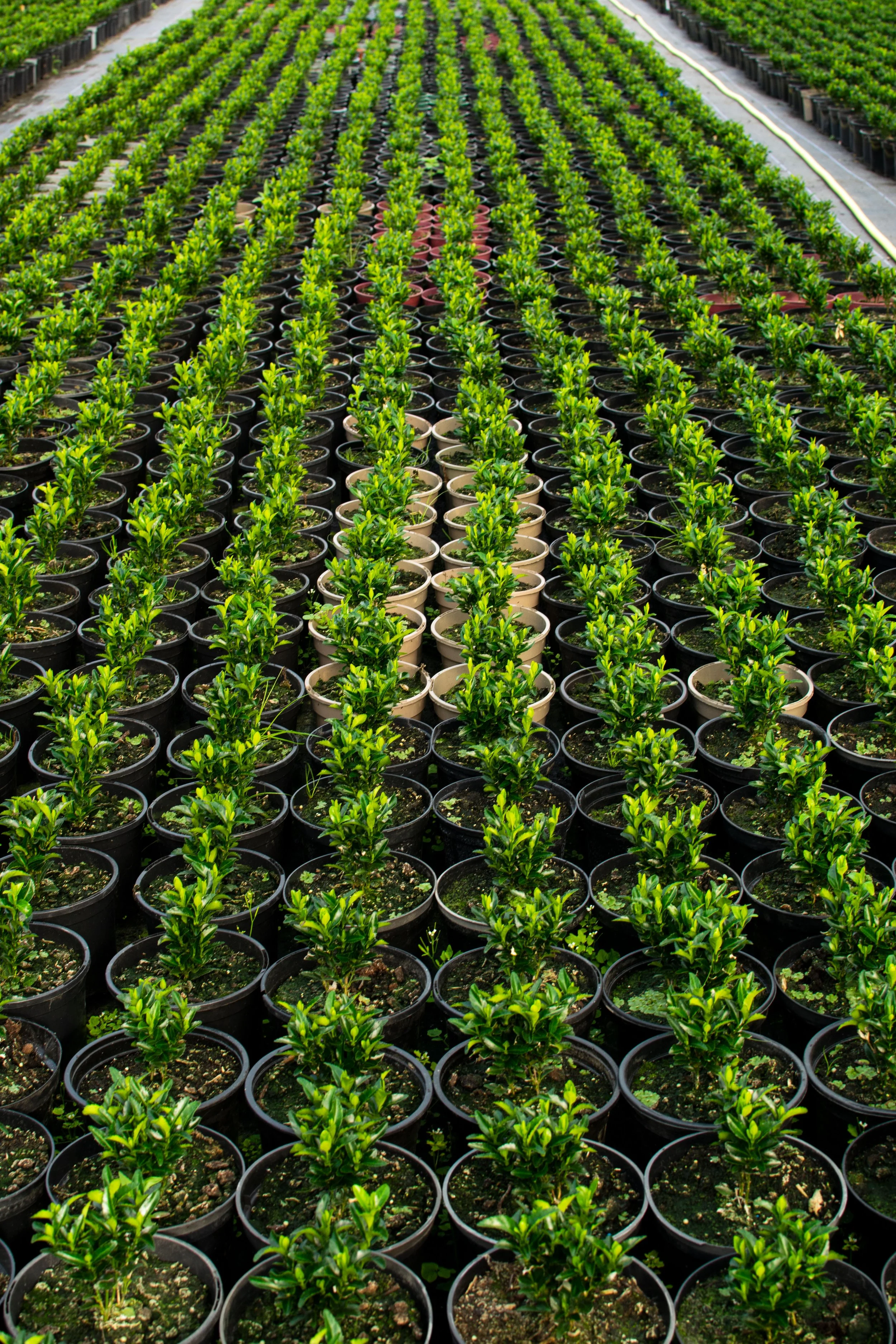 Hedging Plants Supplier Essex — Plants For Gardens