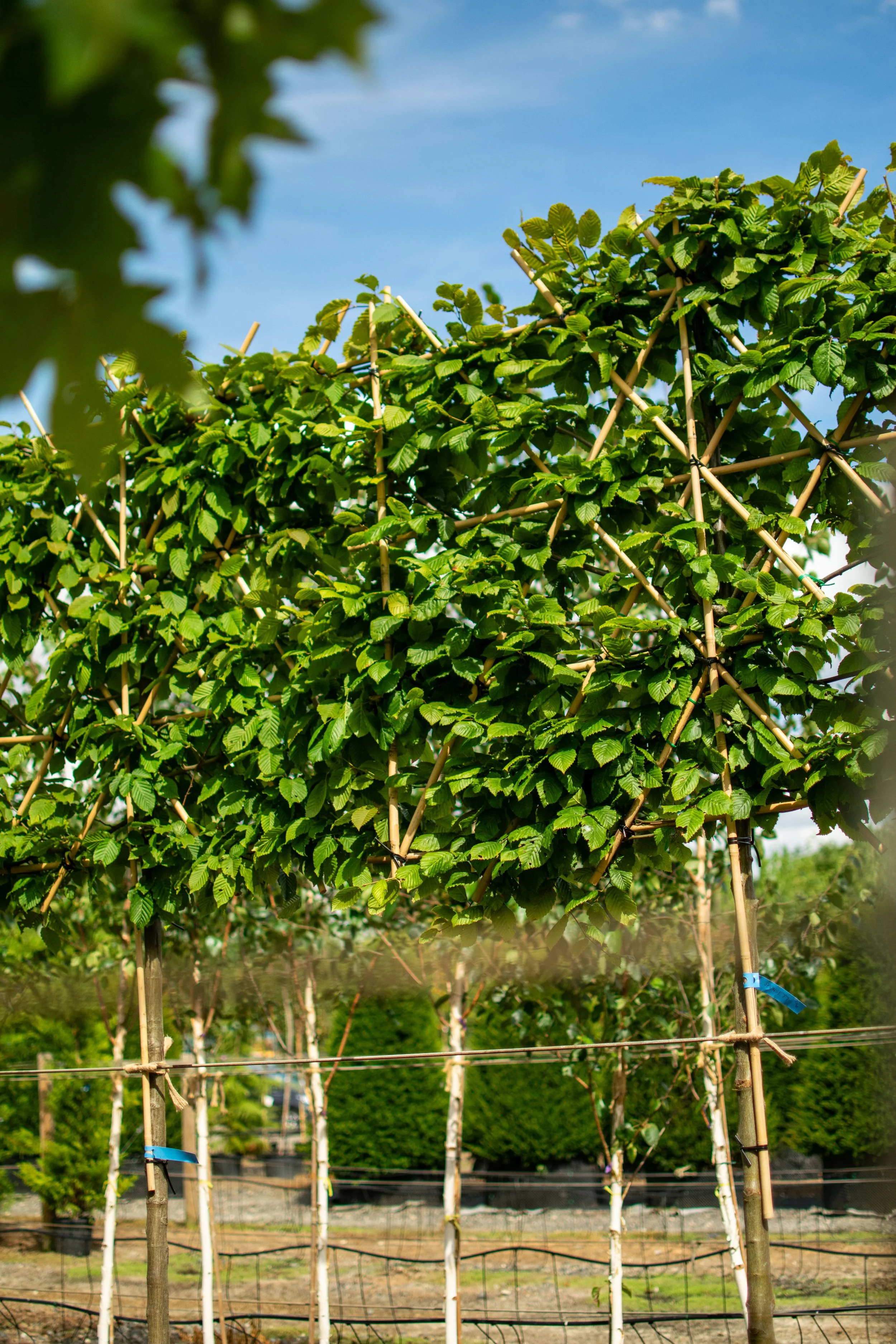 Screening Trees for Garden Privacy in Essex & Suffolk — Plants For Gardens