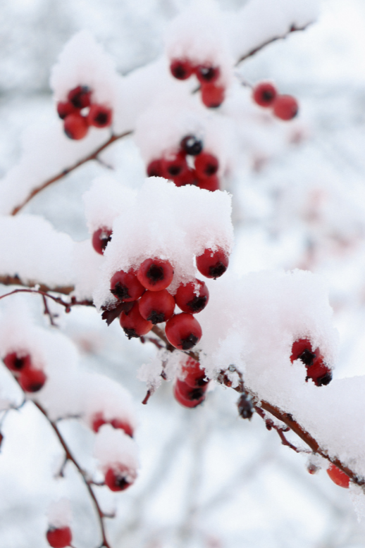 Concern Hotline’s Winter Listener Training