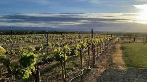 Naches Heights Vineyard