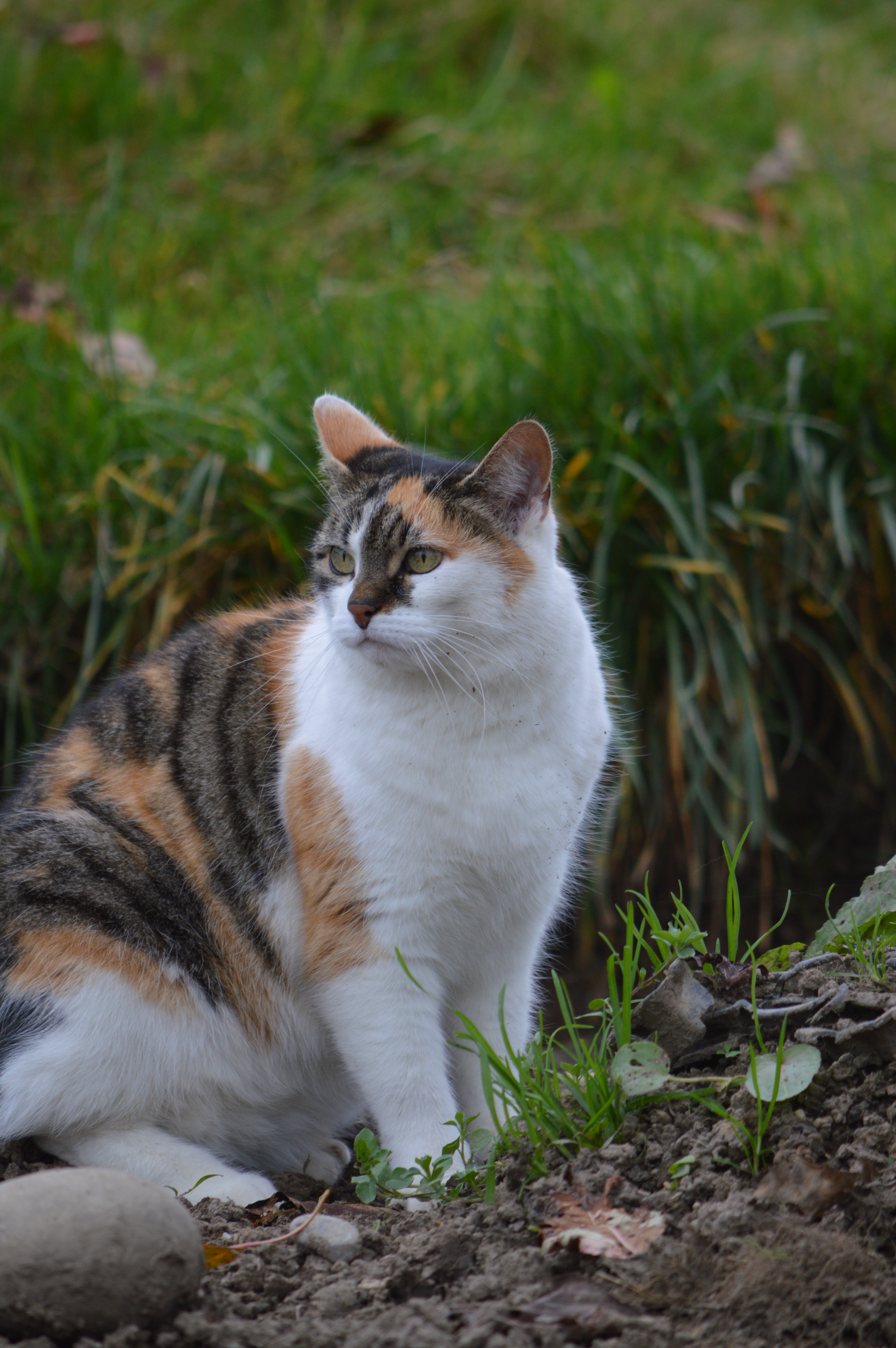 DSC_0071.png