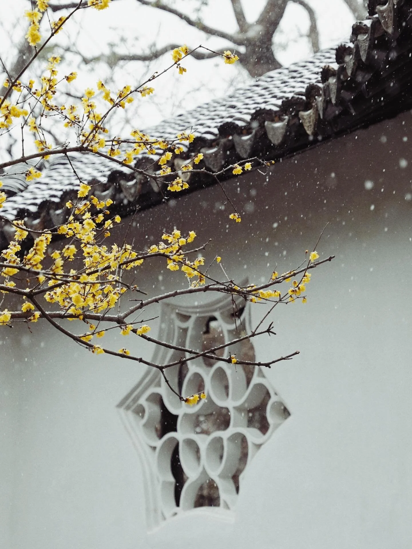 Stillness in the softly fallen Suzhou snow ❄️ 

Captured by 不系之舟 on 小红书

#chinamoderne #newchina
