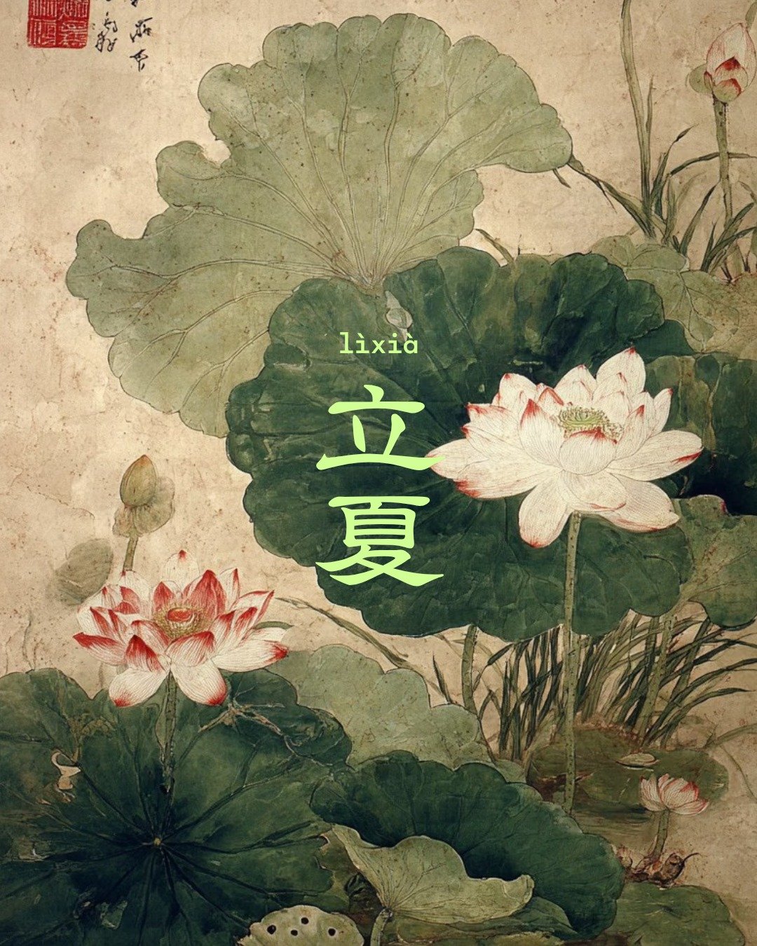 立夏 marks the beginning of summer in the Chinese solar calendar &mdash; the season when lotus ponds begin to awaken across southern China.

Long admired in Chinese culture, the lotus is more than a flower. Its roots become food, its leaves wrap rice, 