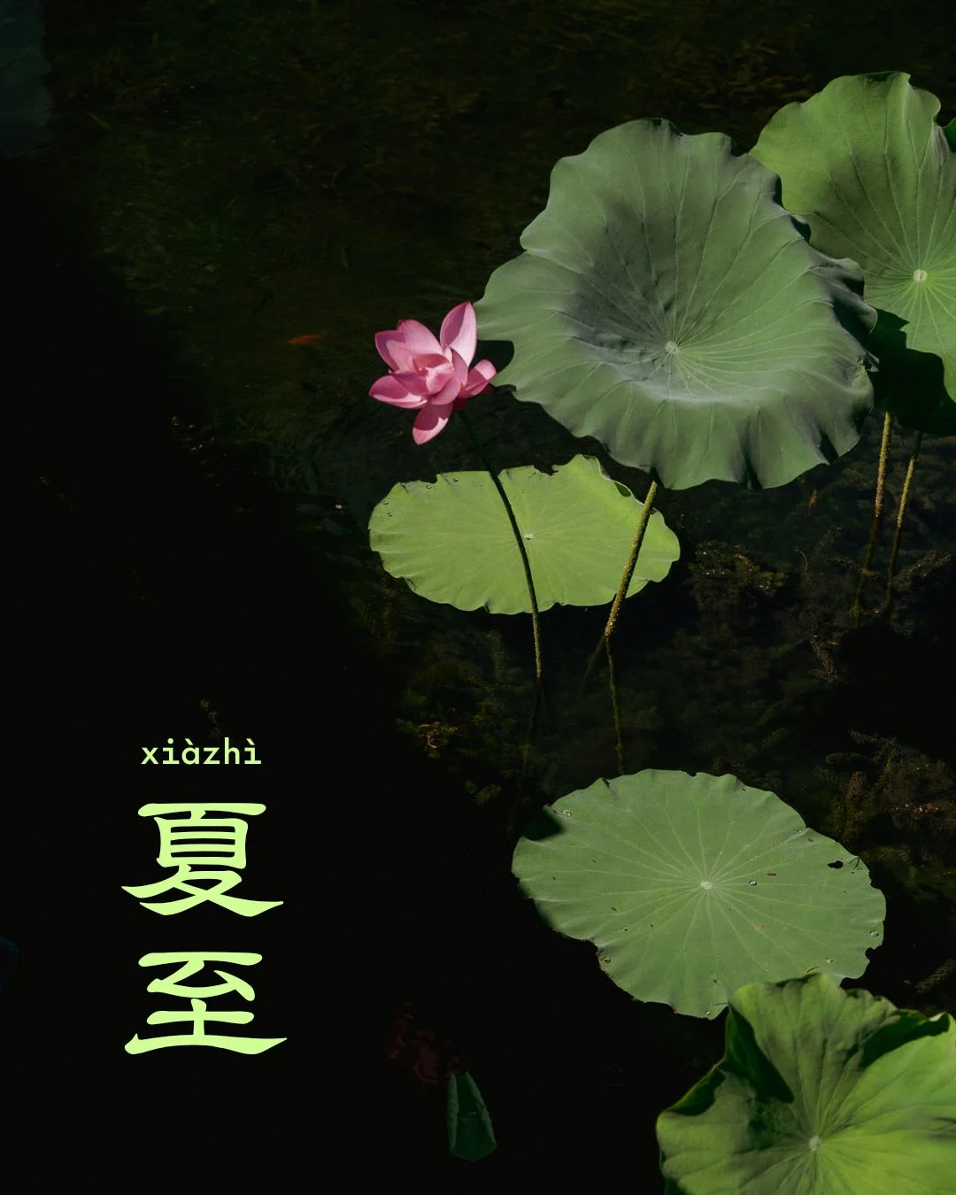 夏至 marks the summer solstice in the Chinese solar calendar: the longest day of the year, when the sun sits directly above the Tropic of Cancer and yang energy reaches its peak. Across China, lotus ponds enter full bloom.

The moment daylight is longe