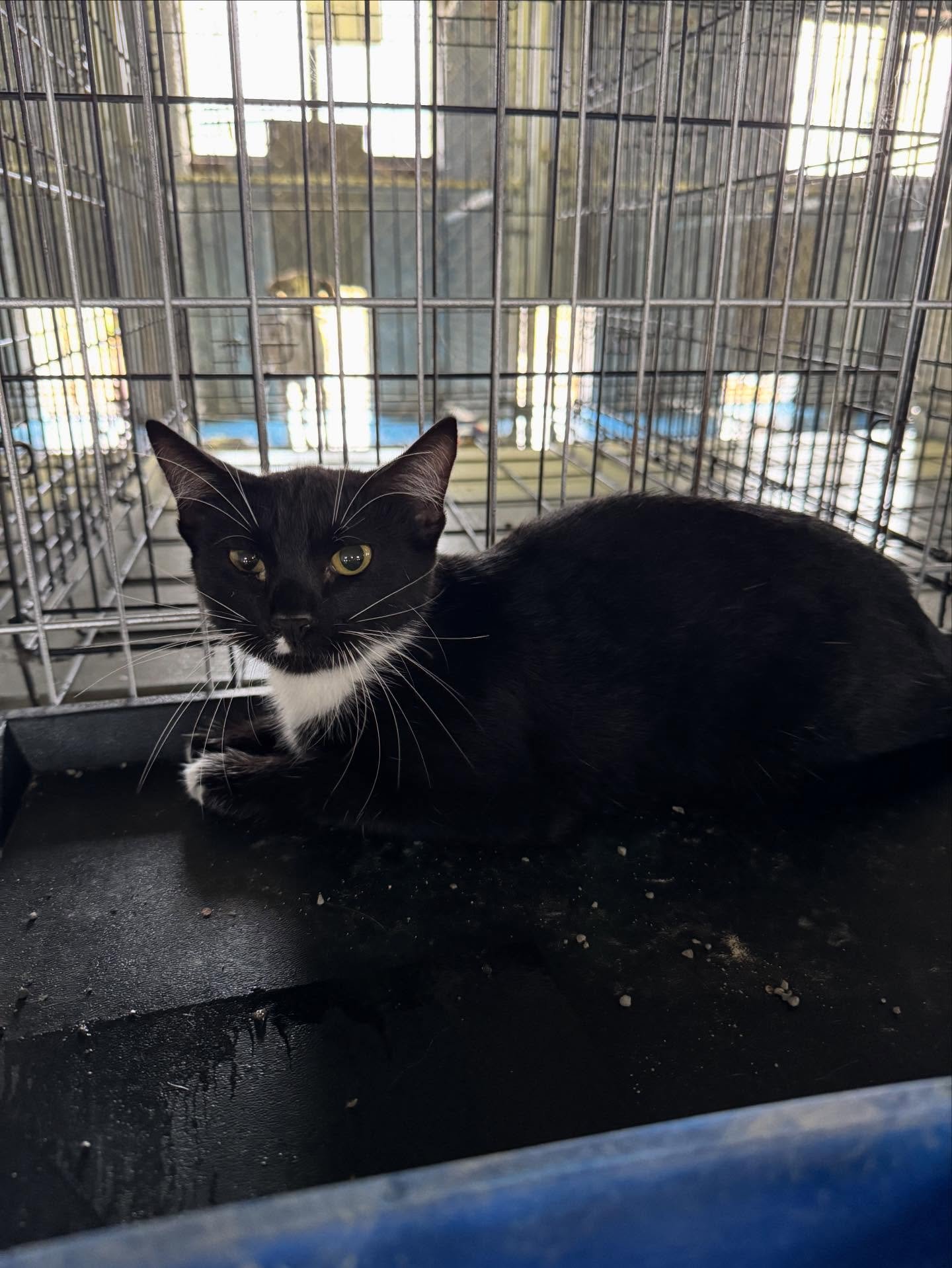 Female, young cat, available for adoption call 8708457414 for more info!