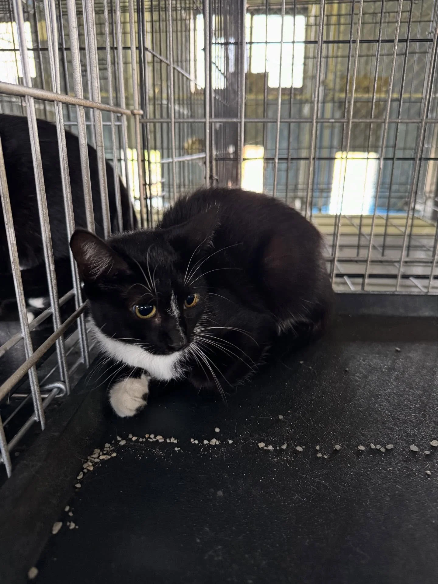 Female, young cat, available for adoption call 8708457414 for more info.