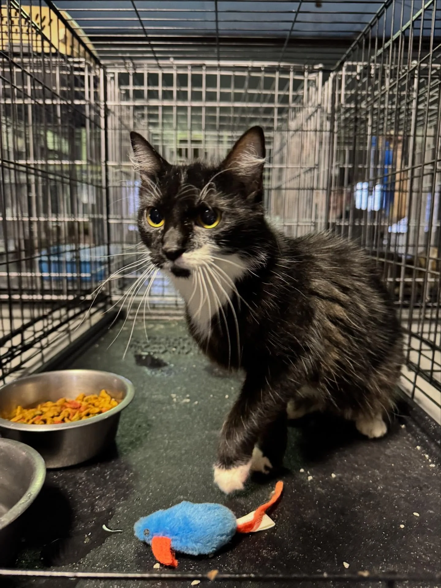 Female House cat, owner surrender. Ready for adoption call 8707457414 for more info!