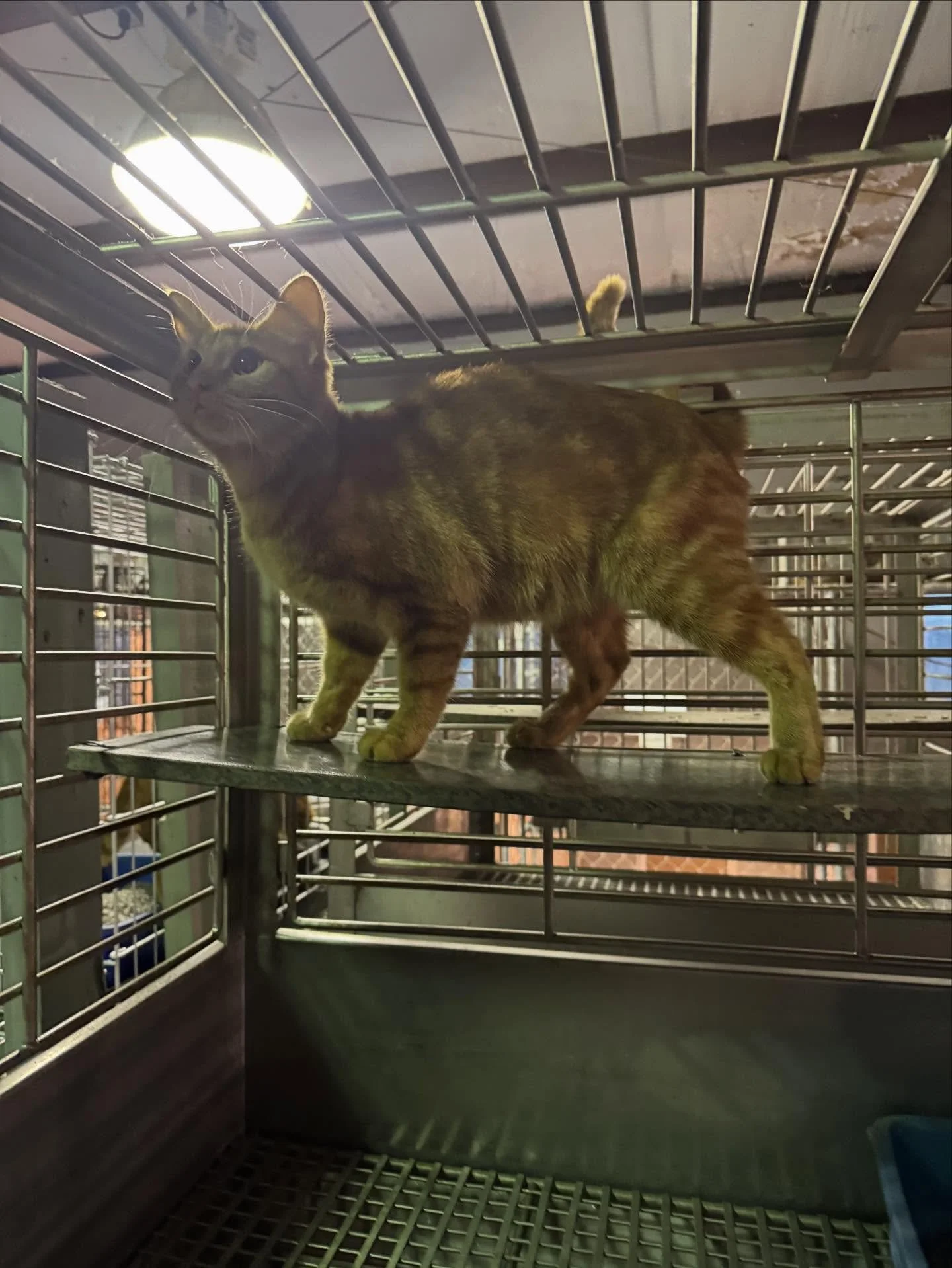 Beautiful Orange Female available for adoption call 8708457414