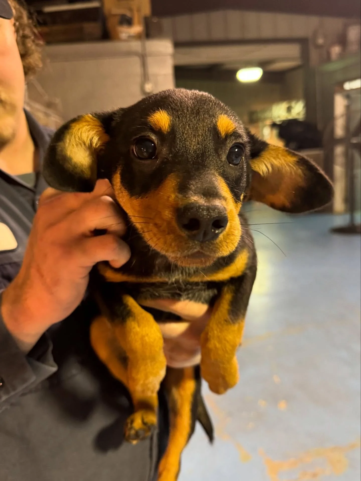 Female, 11 weeks Hound Mix, available for adoption call 870-845-7414