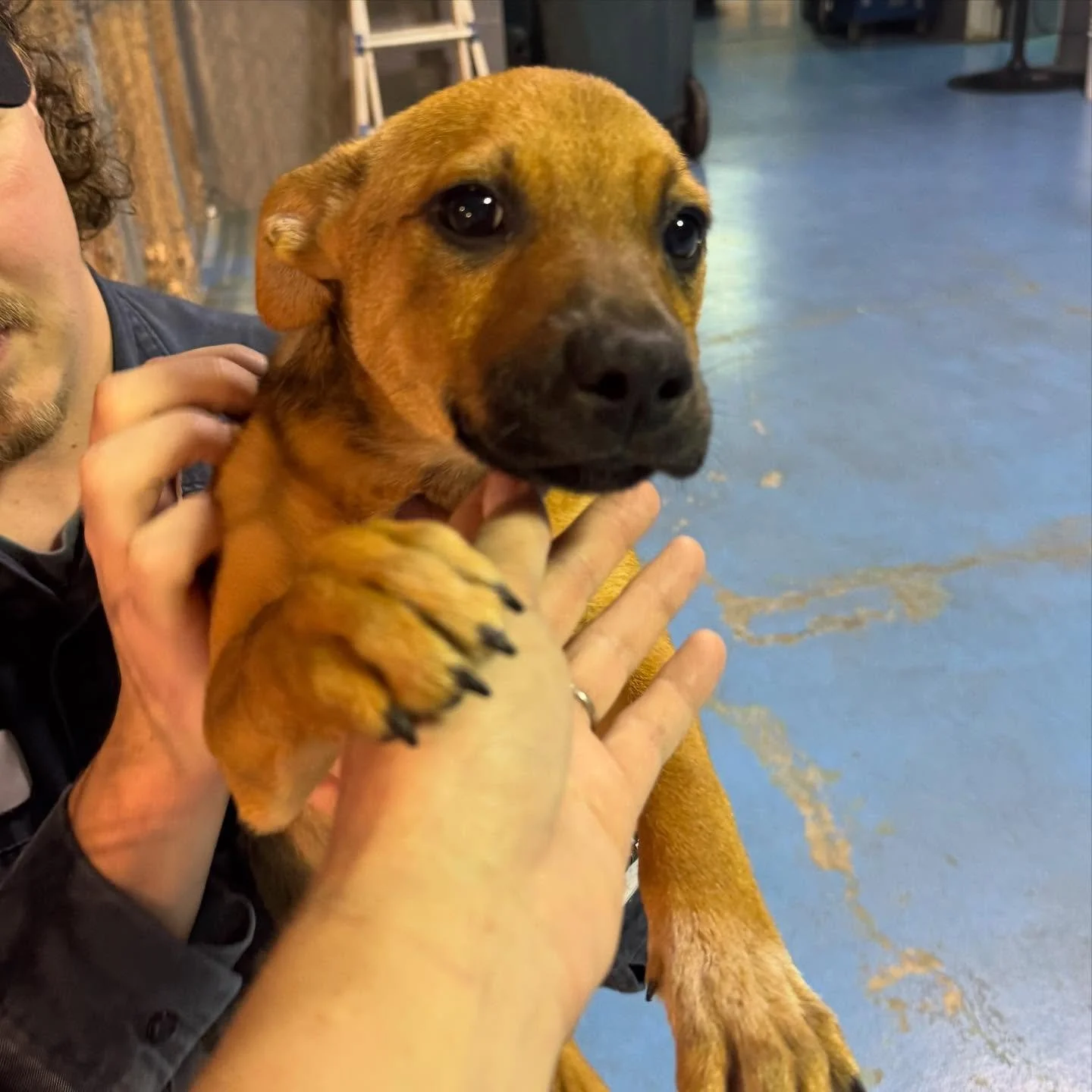 Female, hound mix 11 weeks, available for adoption call 8708457414