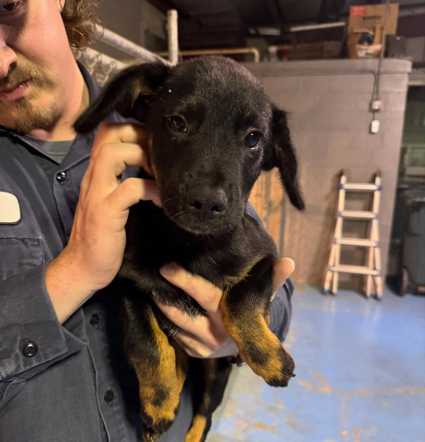 Male, Terrier/hound mix. 11 weeks available for adoption call 870-845-7414