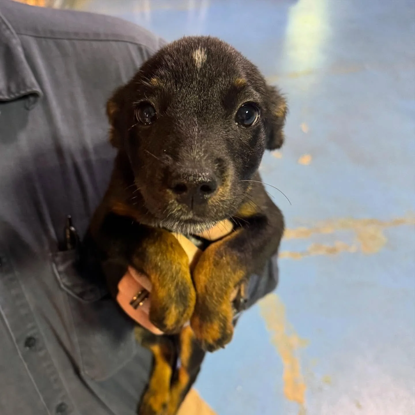 Female, Terrier Hound mix, available for adoption call 8708457414