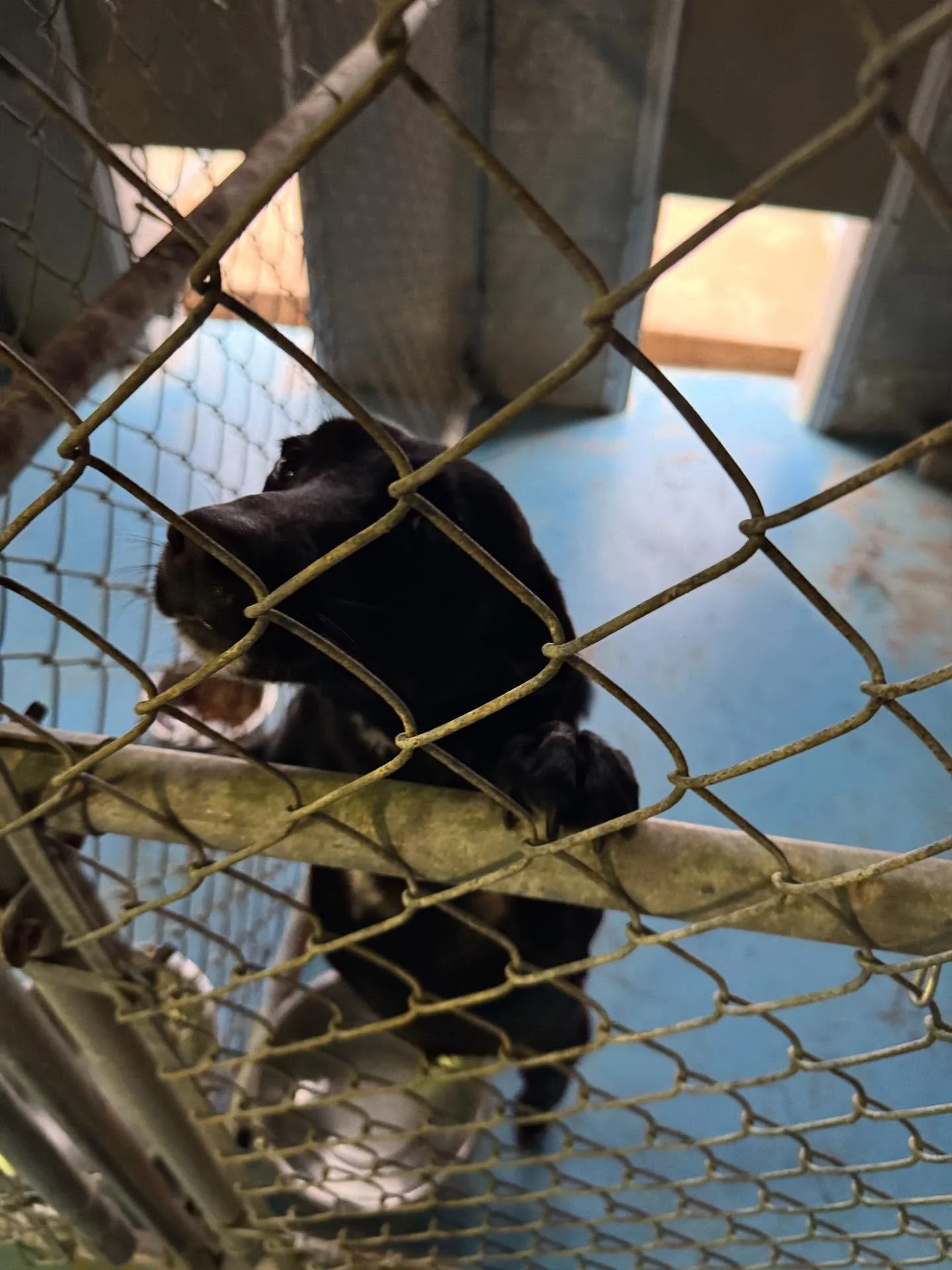 Male Terrier mix, small 35 lbs, docked tail, ready for adoption 8708457414