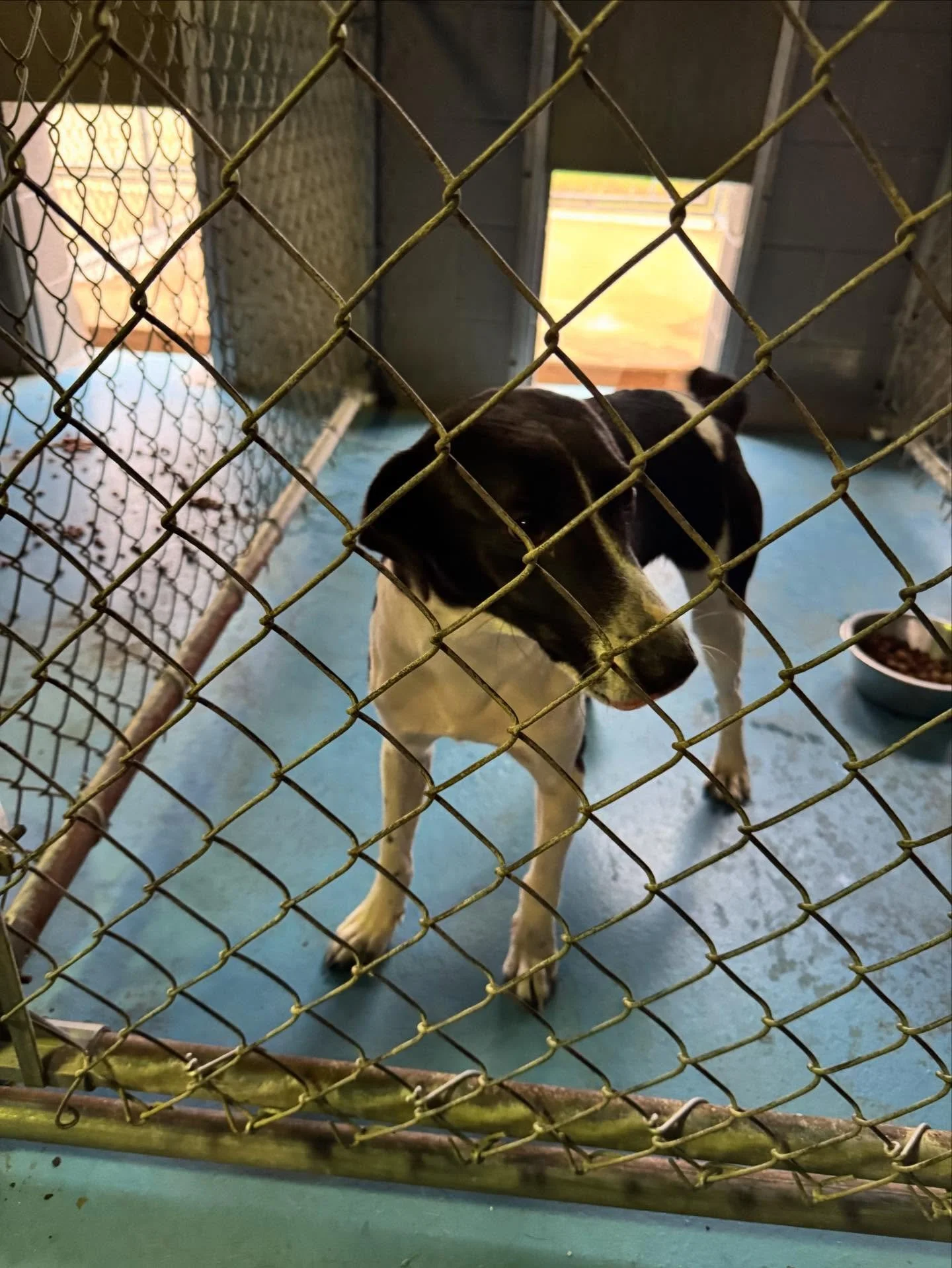 Male, terrier mix 1 year old. small, 35lbs. Ready for adoption!