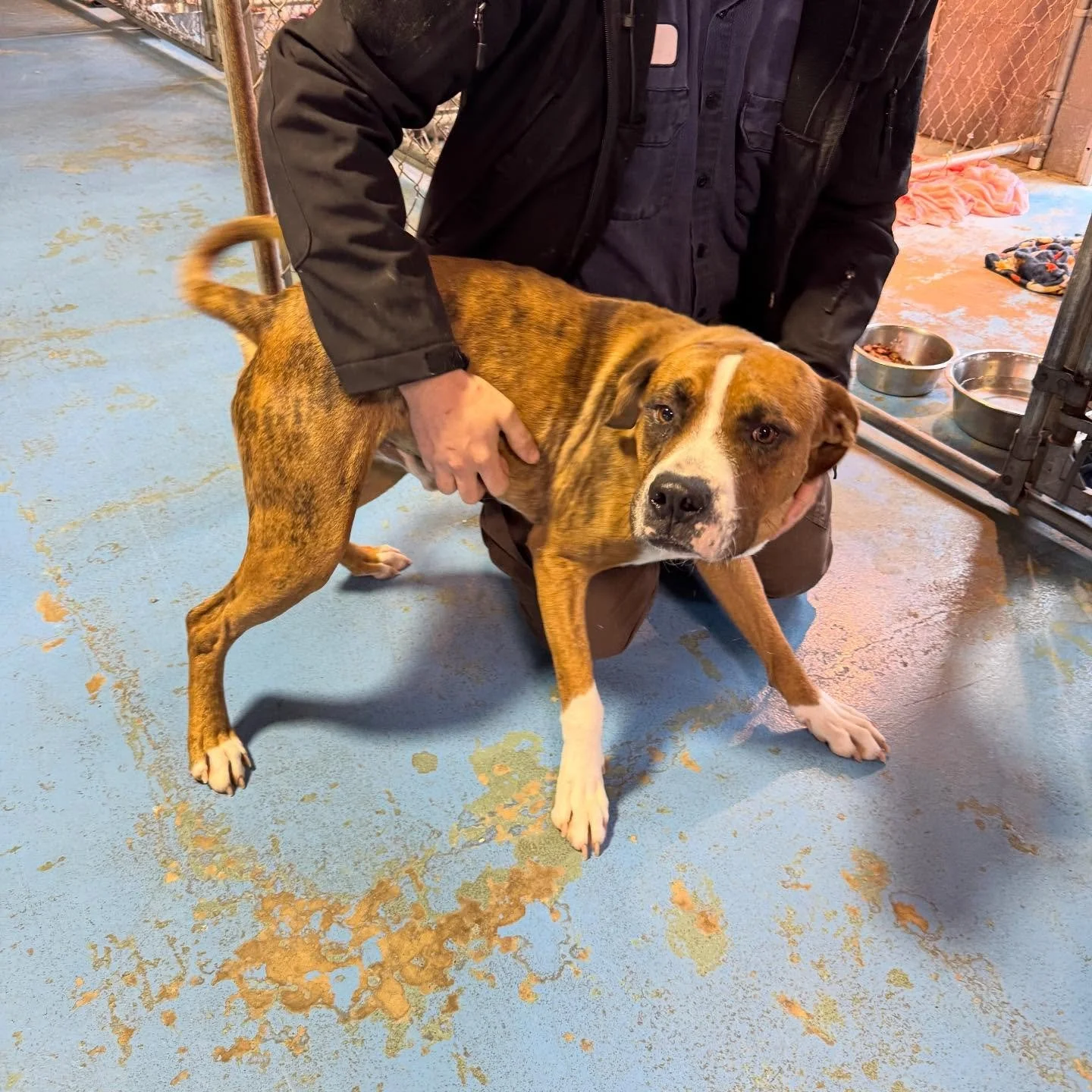 5 day hold, call 8708457414 to claim if this is your dog.