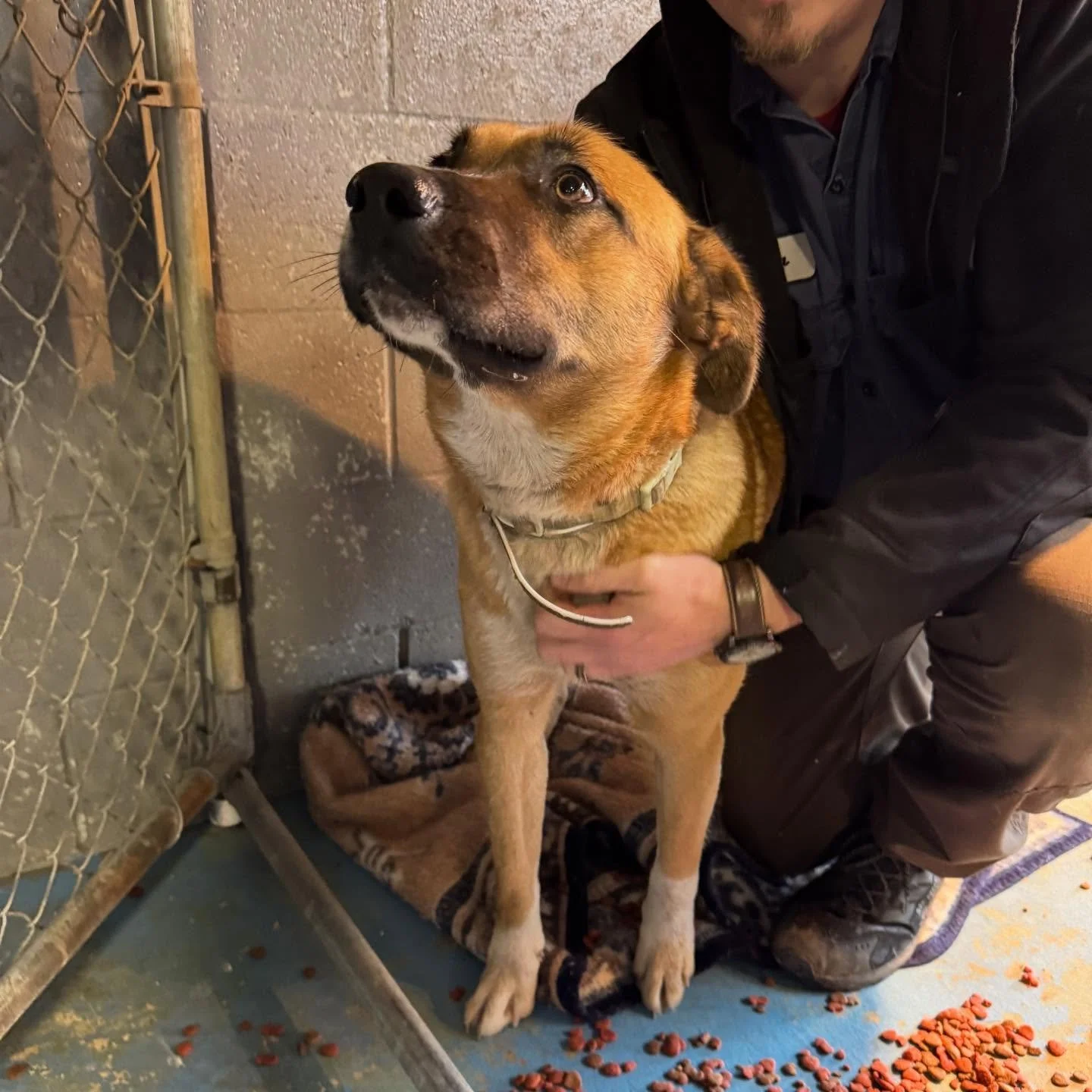 5 day hold, call 8708457414 to claim if this is your dog.