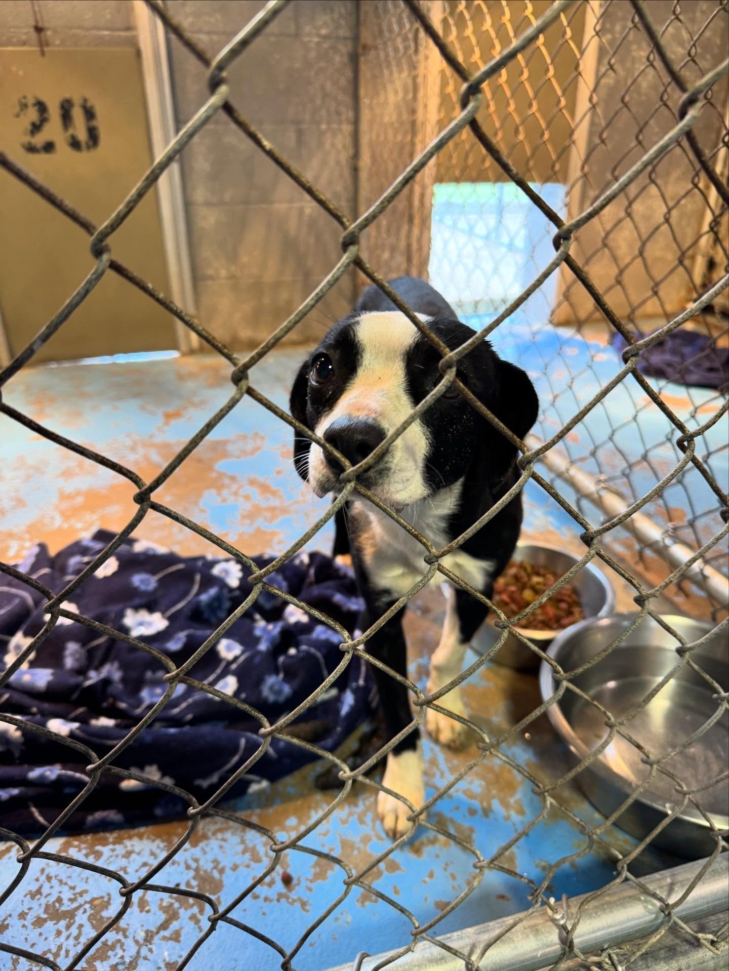 Stray terrier mix picked up in Dierks. Owner has 5 days to claim. call 870-845-7414