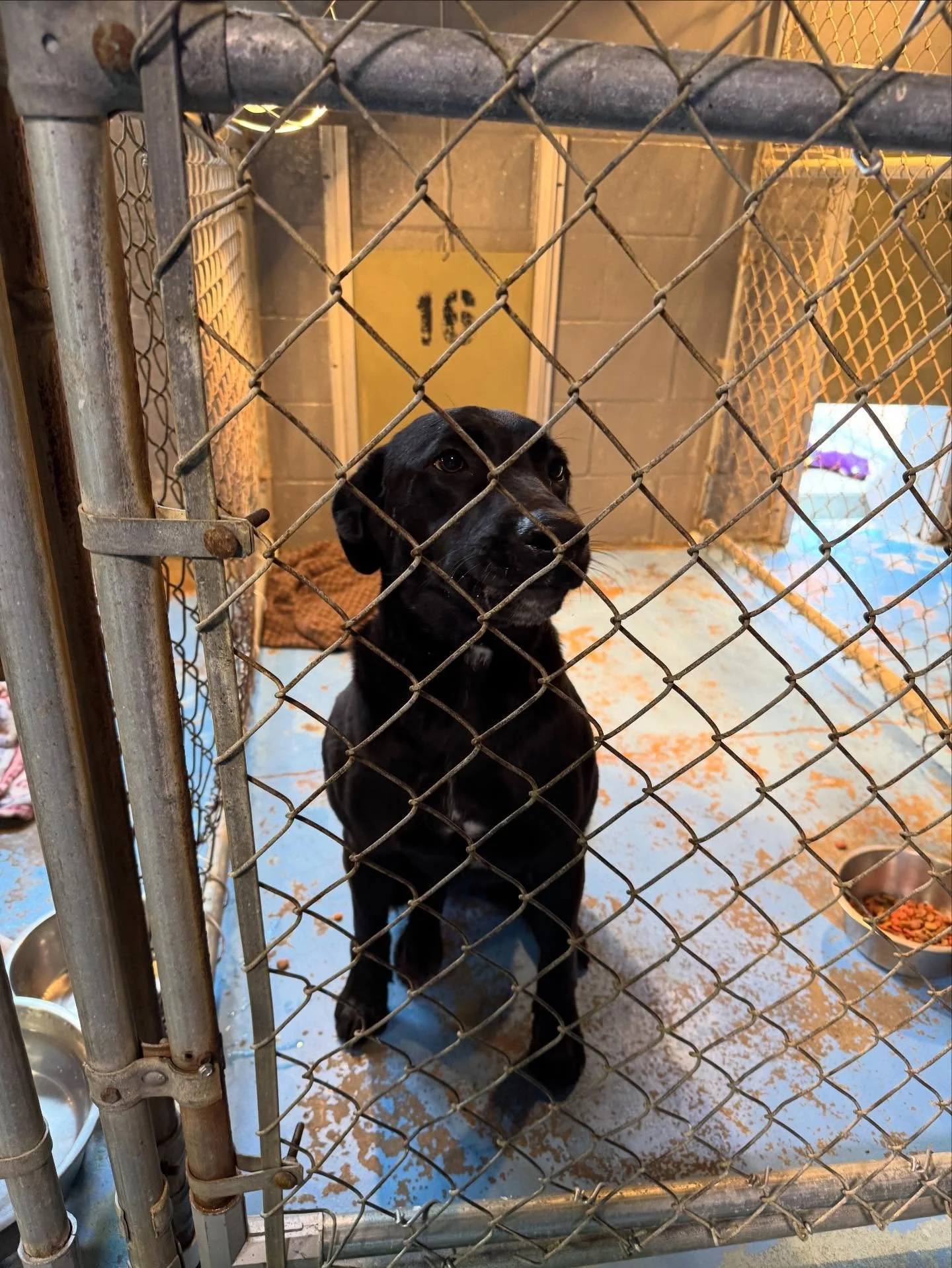 Stray male Lab picked up in Dierks. Owner has 5 days to claim. call 8708457414.