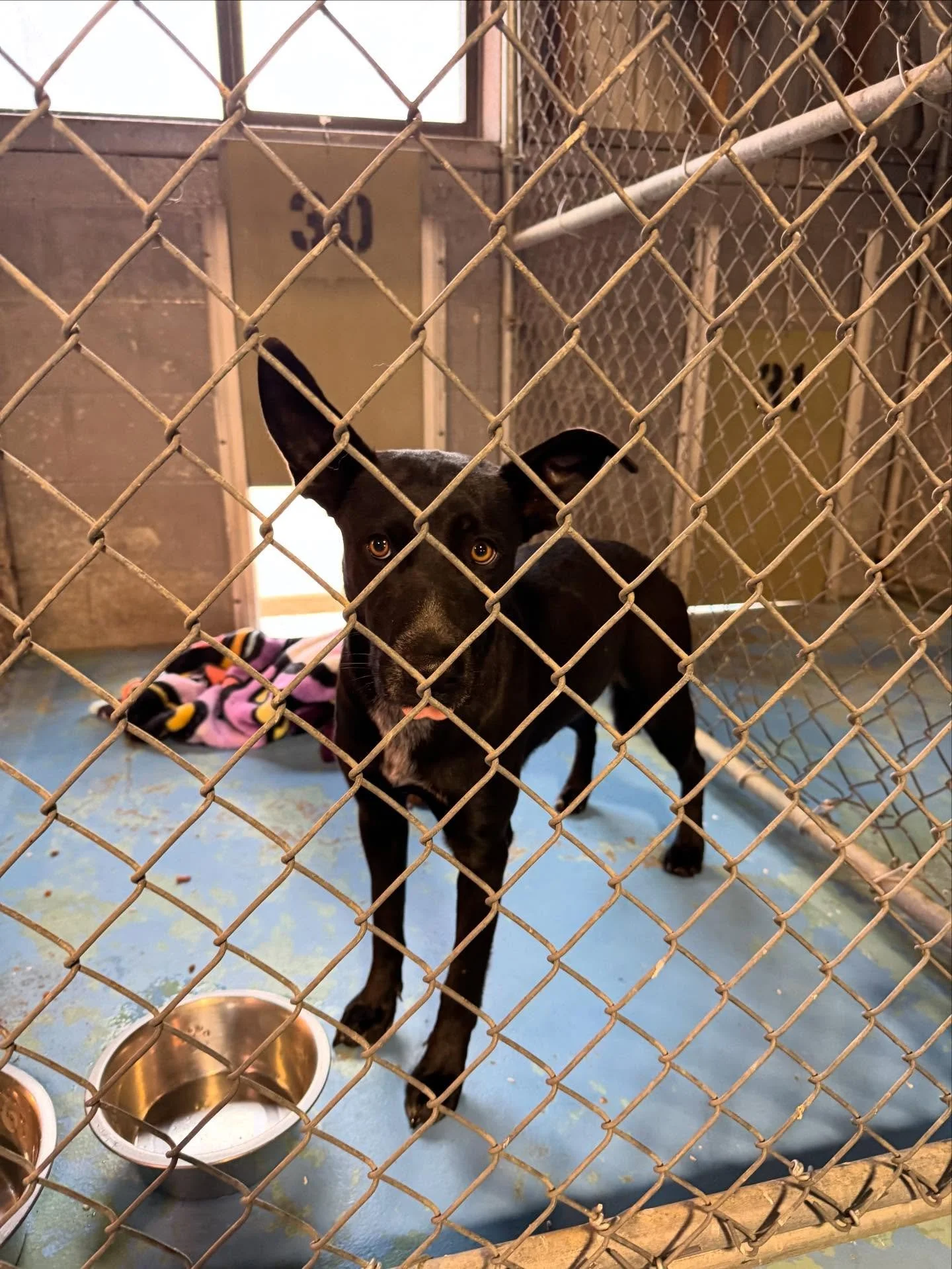 Stray Shepard Mix.  Owner has 5 days to claim. call 8708457414