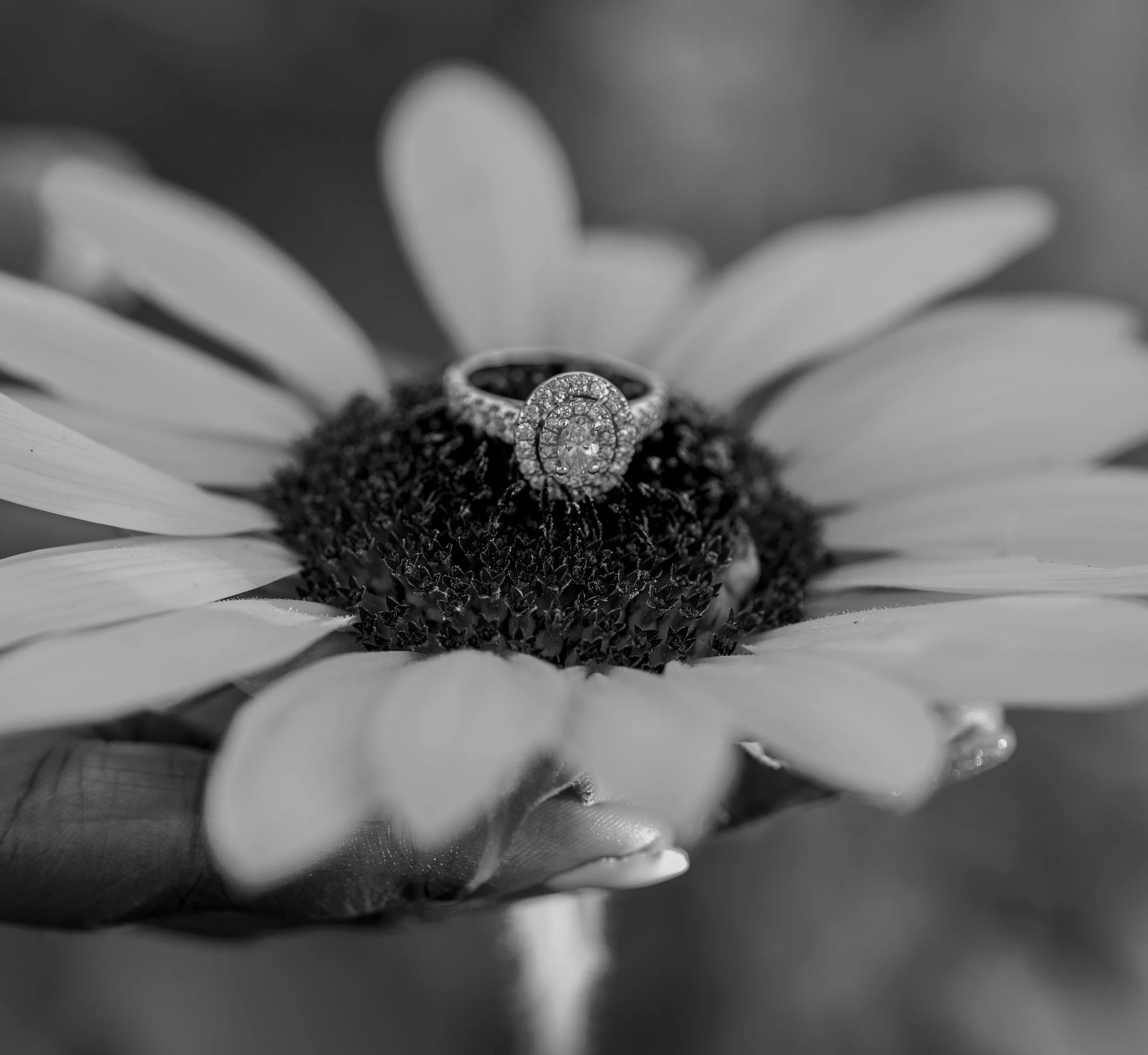A black and white close-up of a flower with a ring placed at the center, highlighting the jewelry detail.