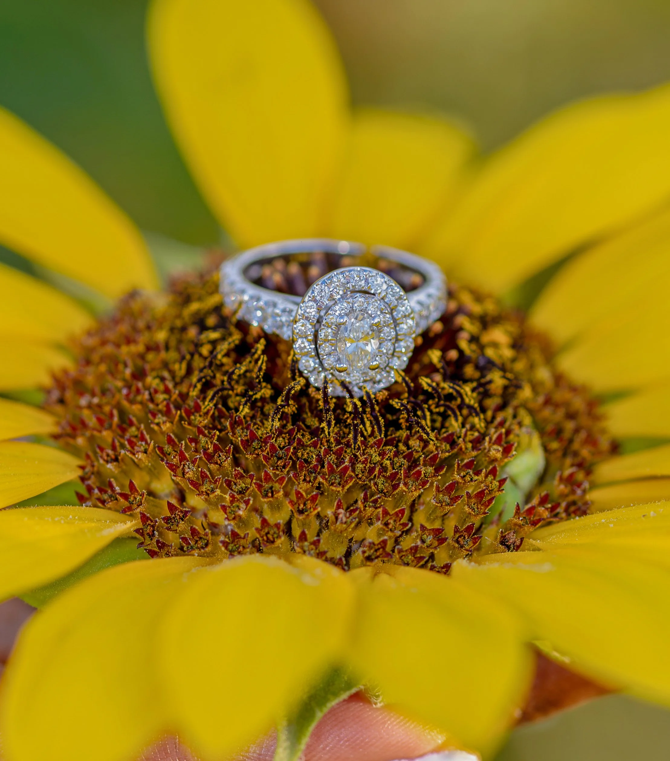 Close-up of a diamond engagement ring with a large center stone, surrounded by smaller diamonds, on top of a sunflower with yellow petals and a brown center.
