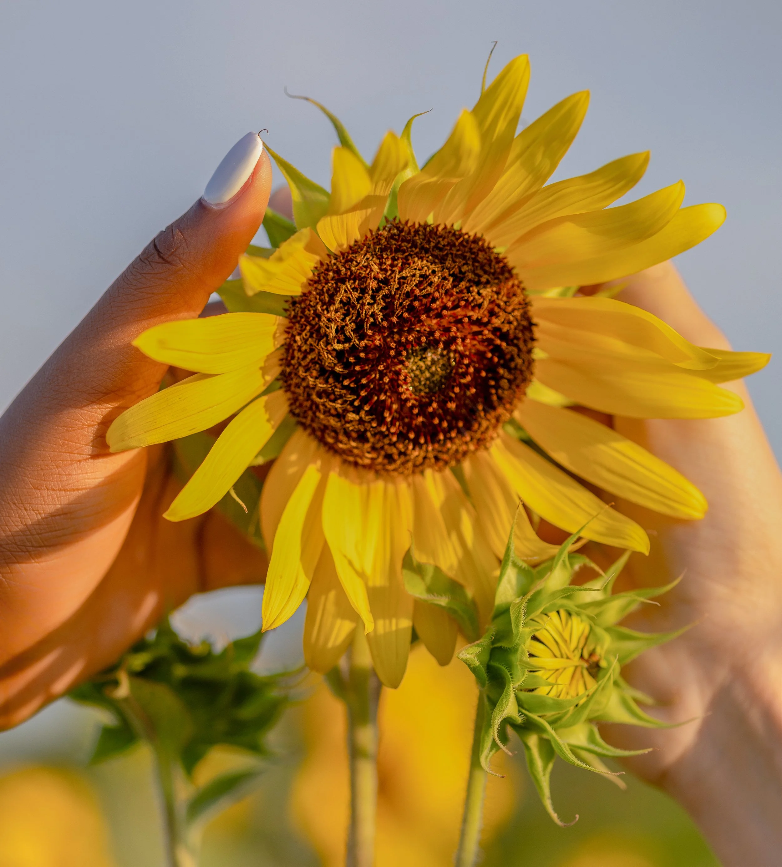 Close-up of a sunflower with yellow petals and a brown center being held by a person with white painted nails and lightly tanned skin.