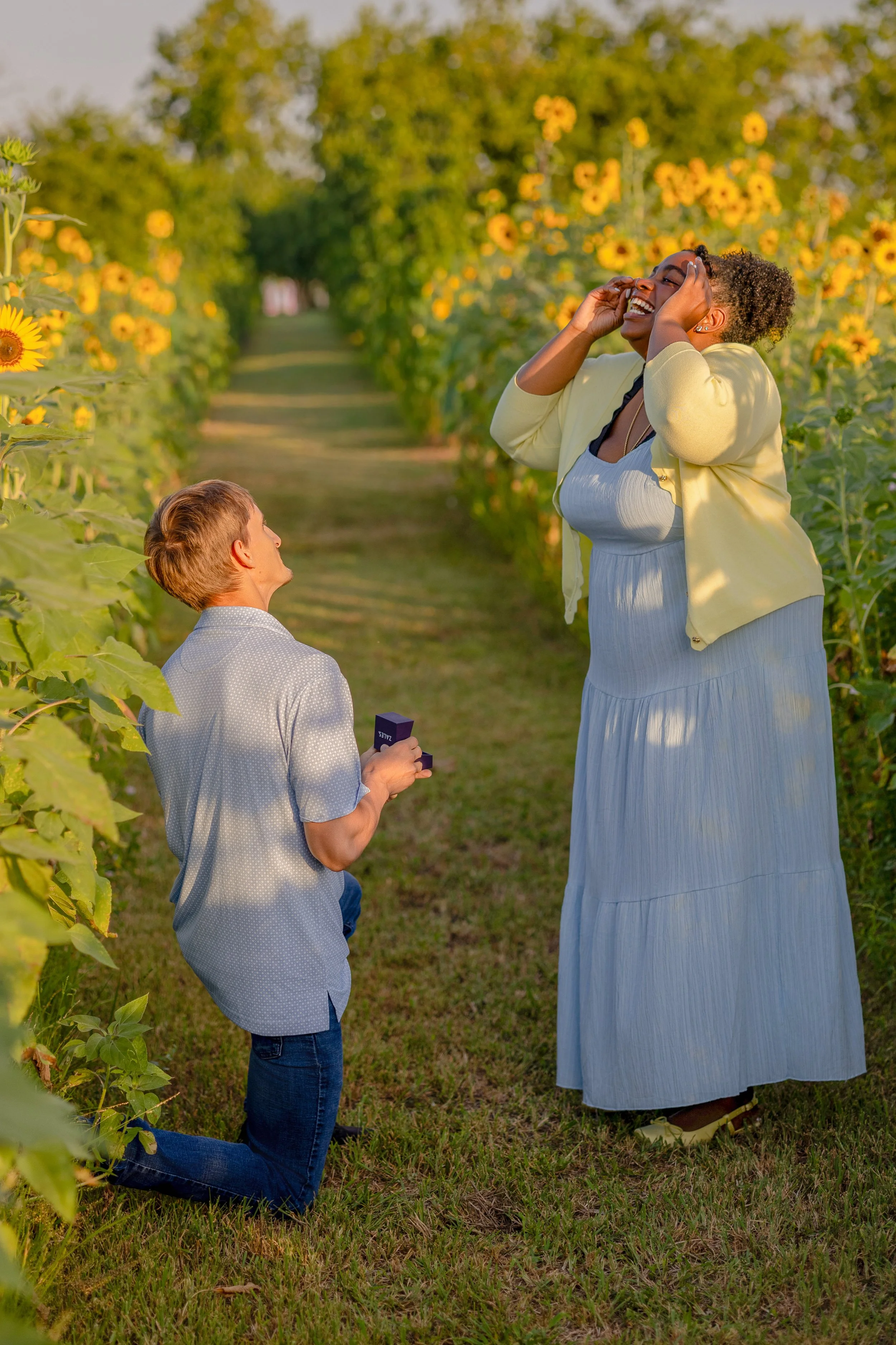 A woman in a light yellow jacket and blue dress is standing outdoors among sunflowers, smiling and touching her head, while a man in a gray shirt and jeans, kneeling on the grass and holding an open ring box, looks up at her with admiration.