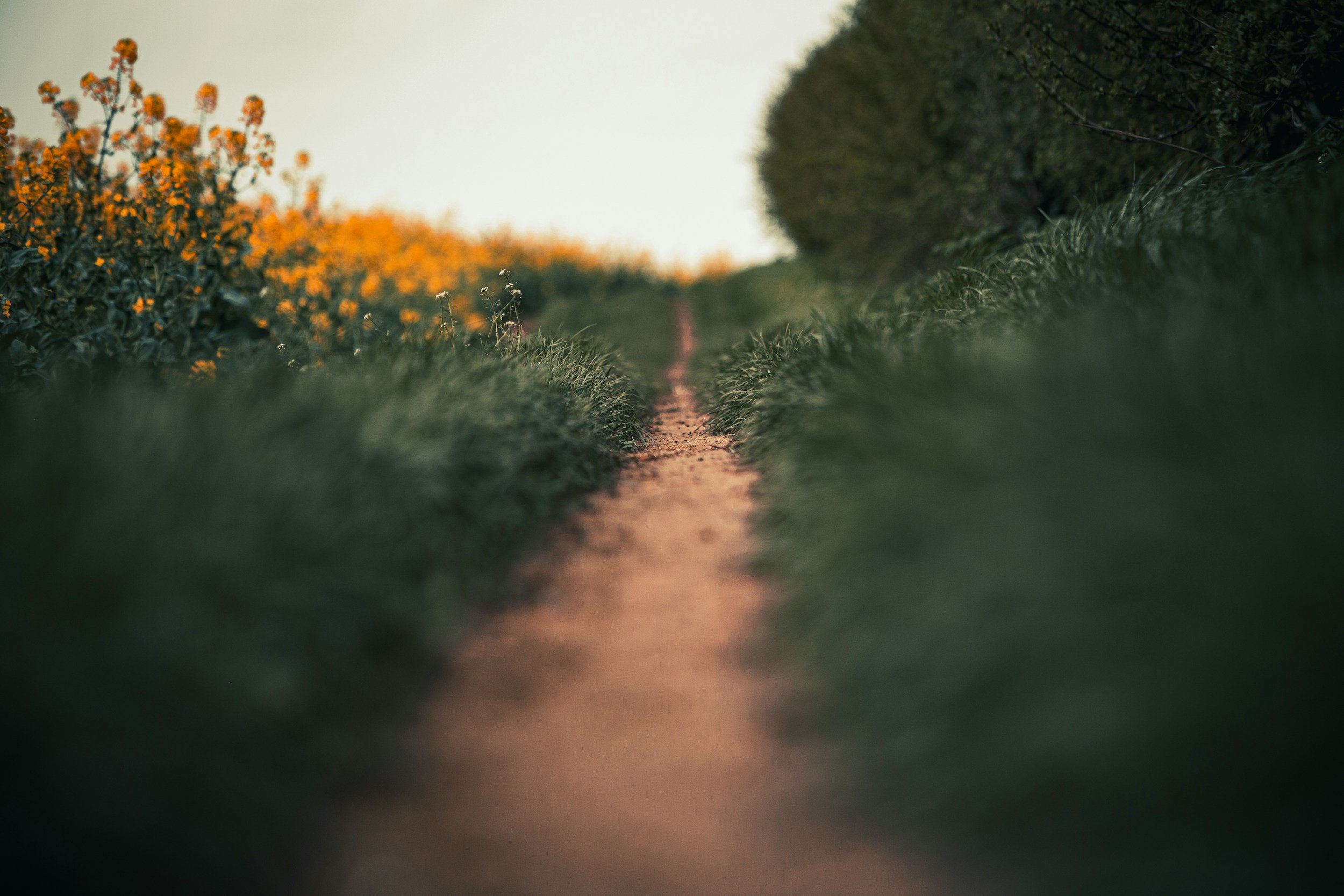 A narrow dirt trail running through grass and bushes during sunset or sunrise with orange flowers on one side and a large bush or tree on the other.