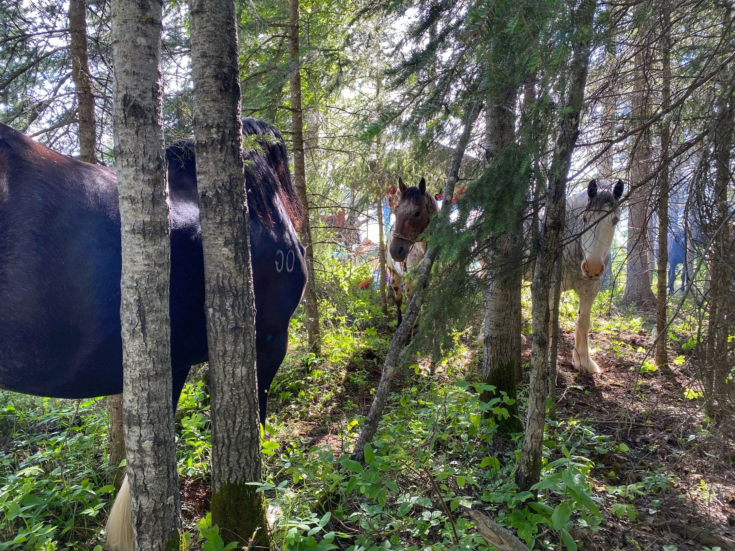 Prince Albert National Park, Saskatchewan, Canada, June 2022